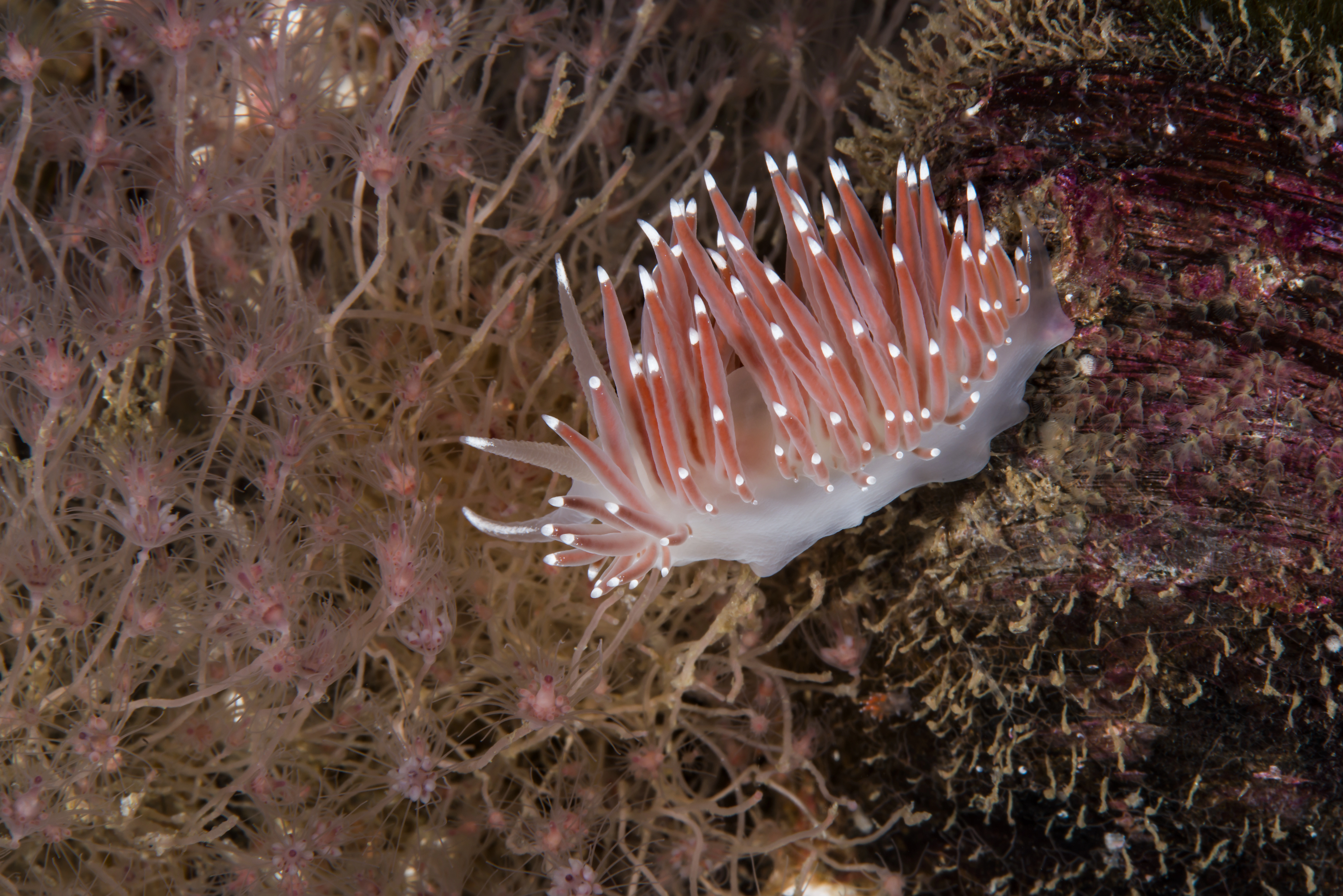 Snegler: Coryphella browni.