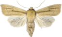 Rørgressfly.