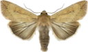 Vandregressfly.