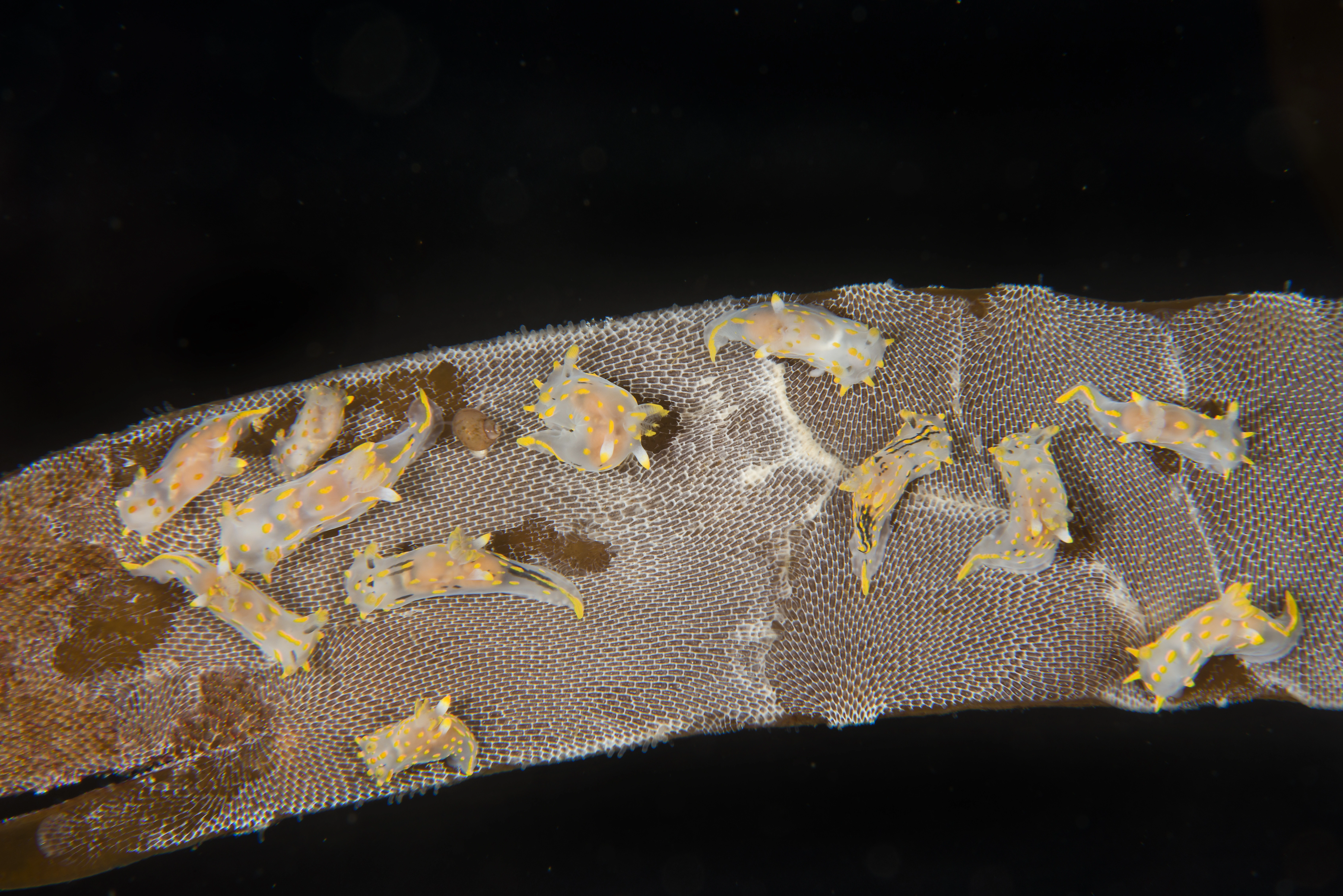 Nakensnegler: Polycera quadrilineata.