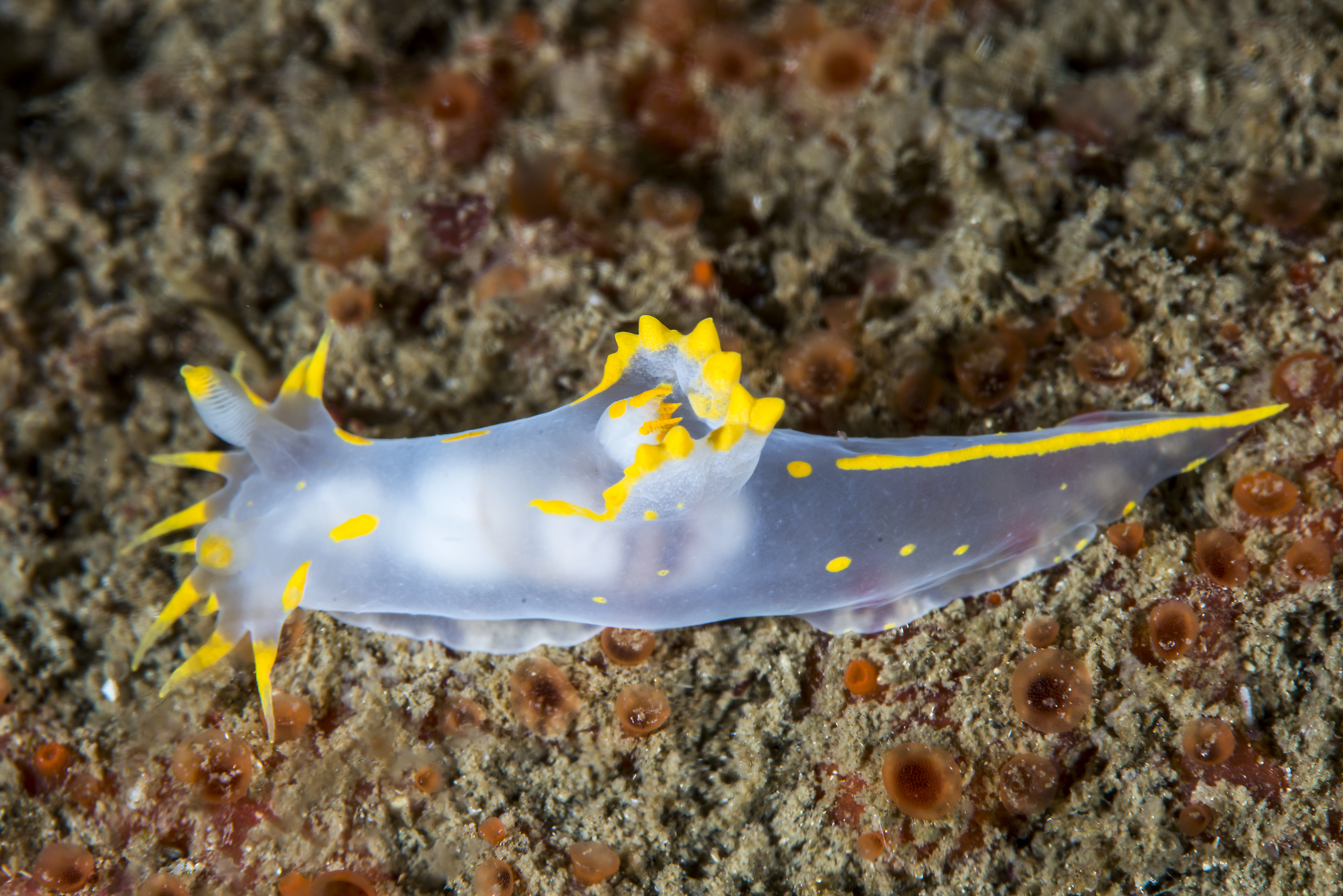 Snegler: Polycera faeroensis.