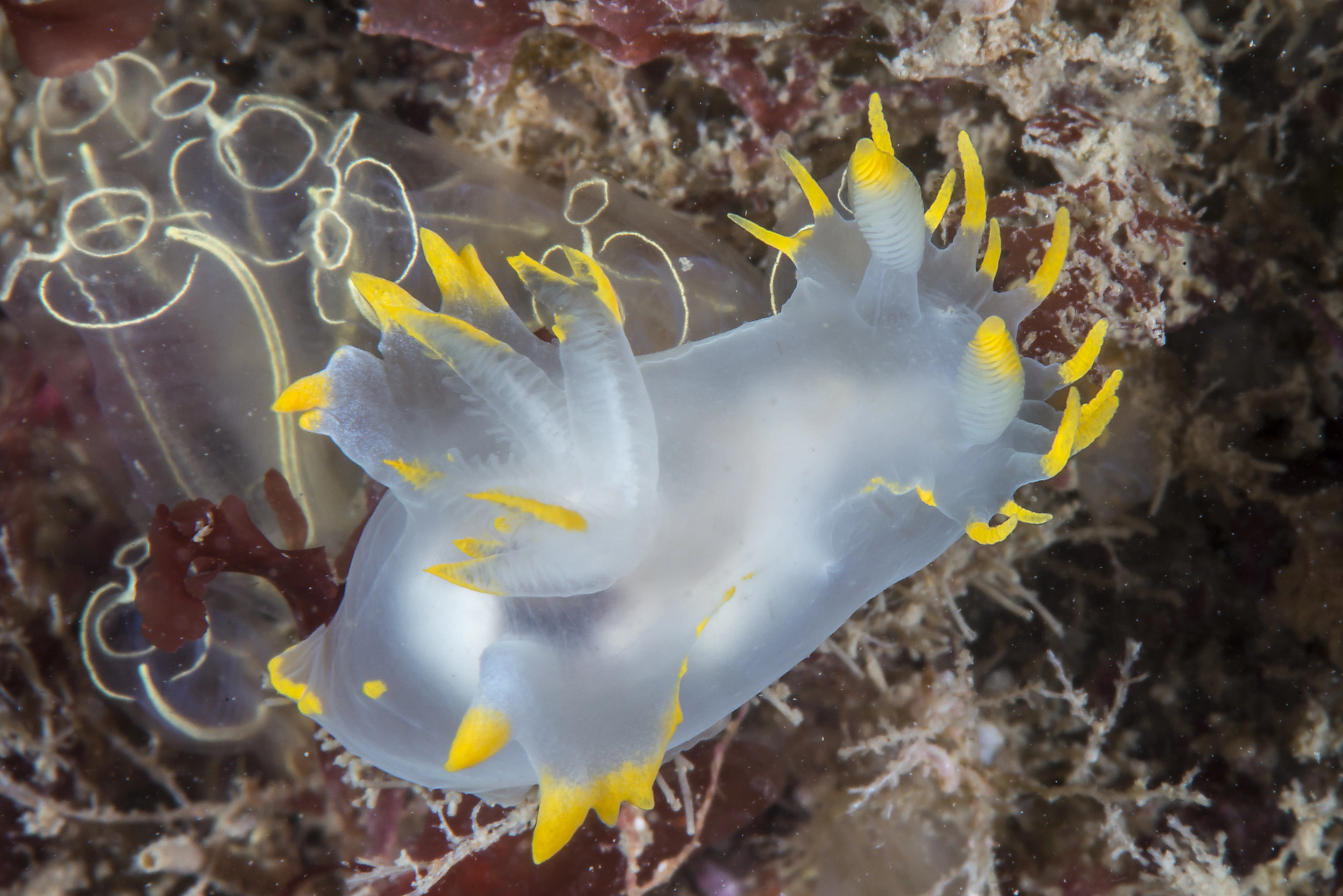 Snegler: Polycera faeroensis.