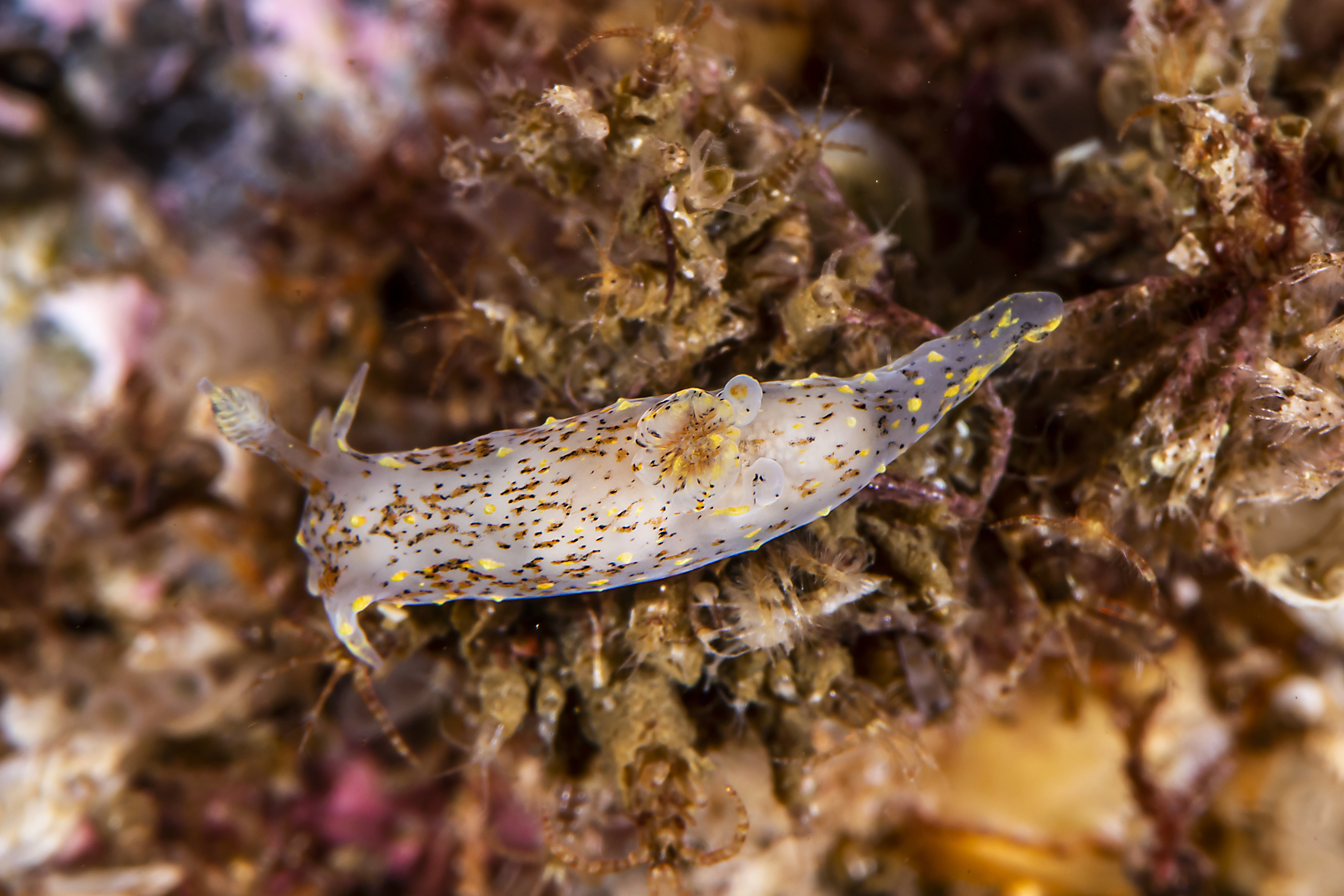 Snegler: Polycera norvegica.