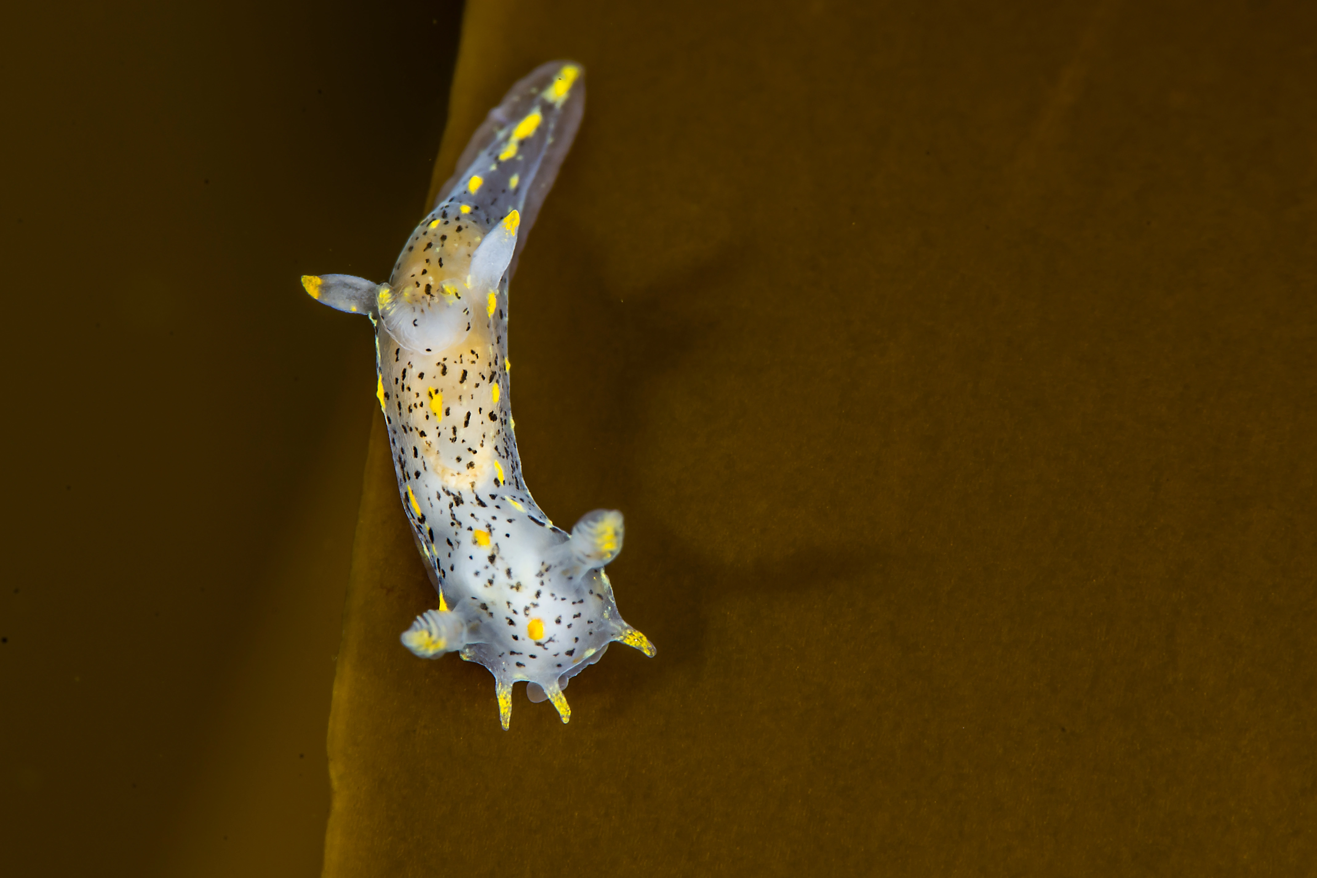 Snegler: Polycera norvegica.