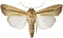 Loreygressfly.