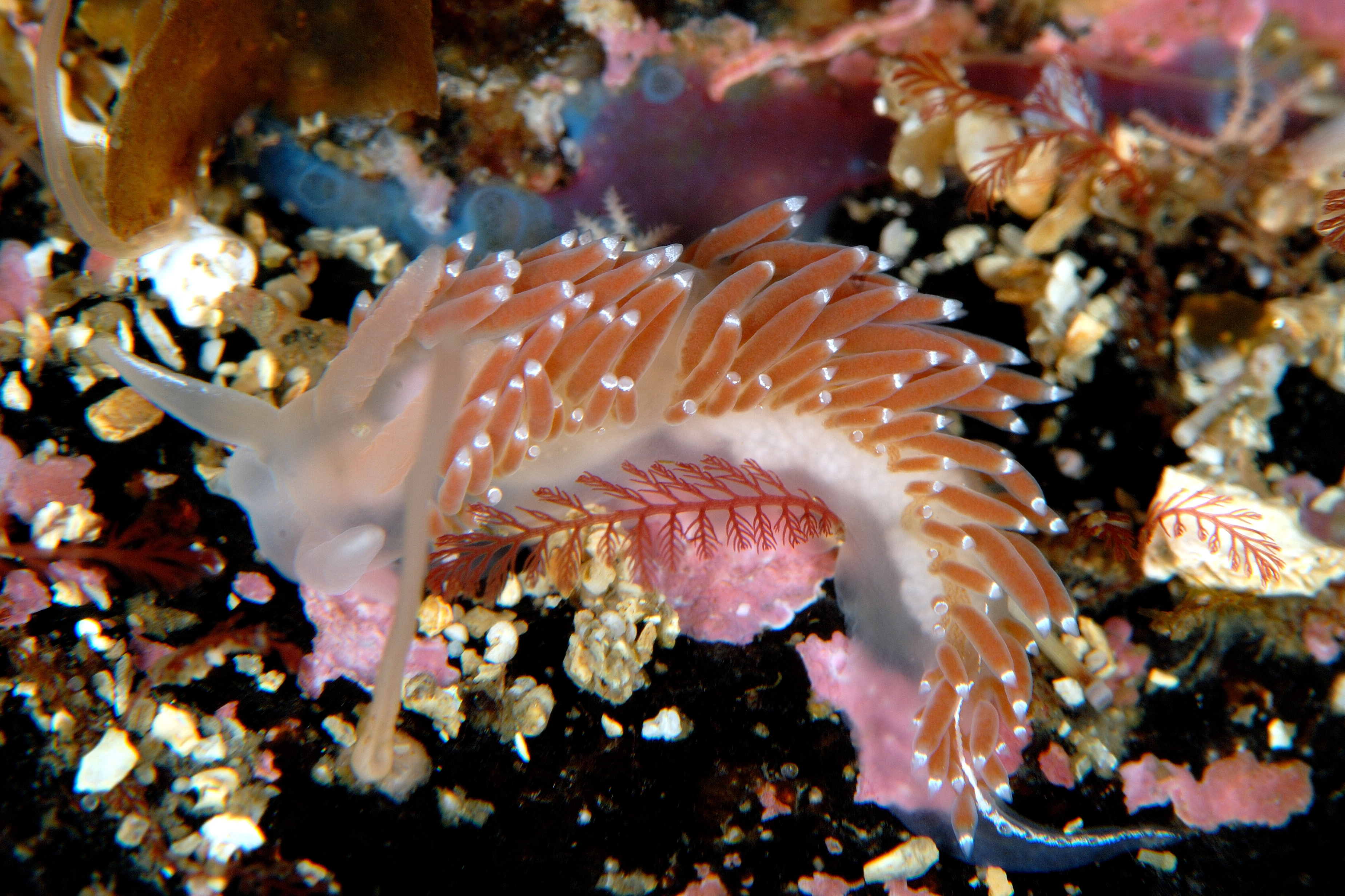 Snegler: Coryphella verrucosa.