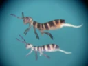 Leddspretthaler: Isotomurus balteatus.