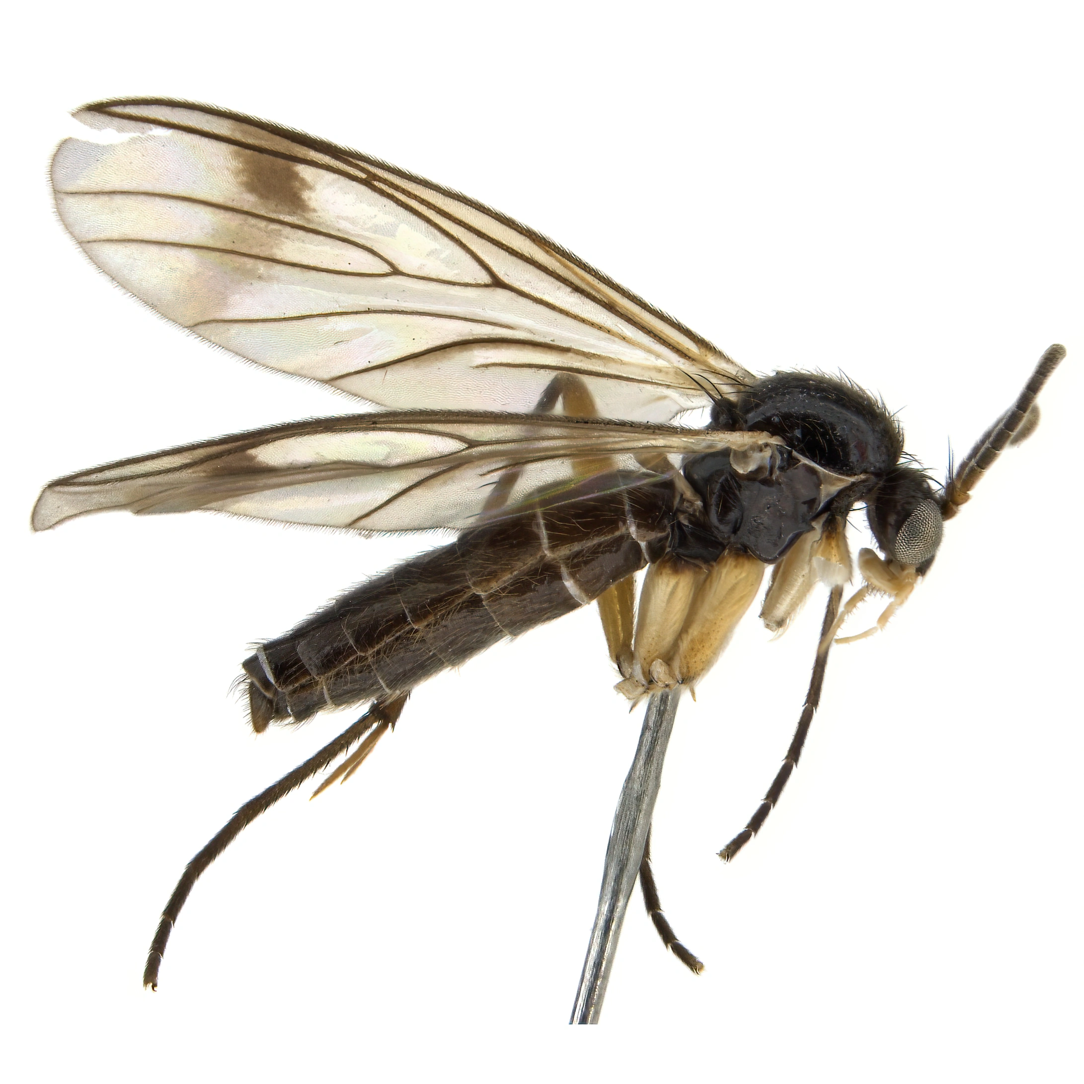 Soppmygg: Greenomyia baikalica.