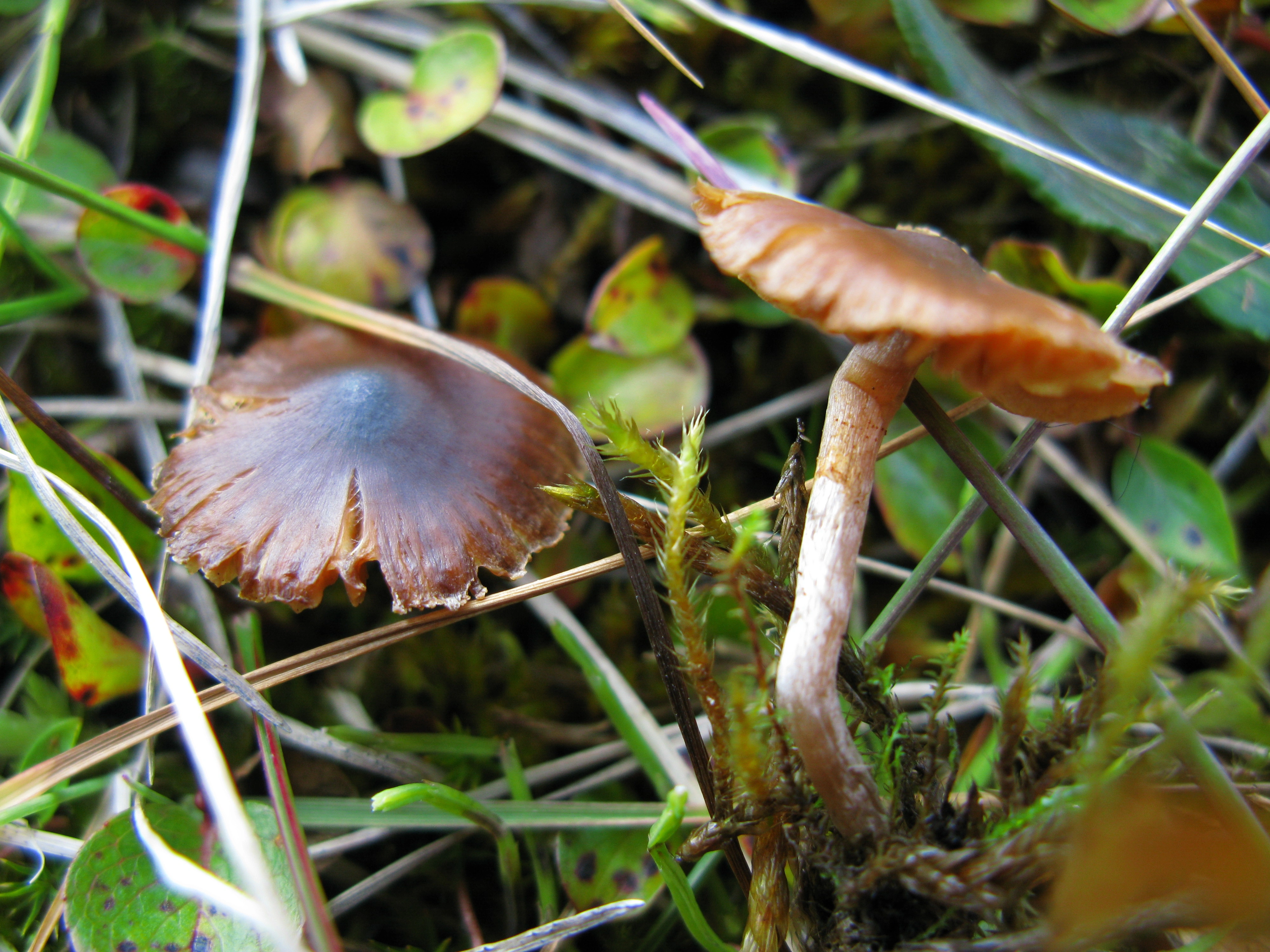 Skivesoppordenen: Cortinarius pulchripes.