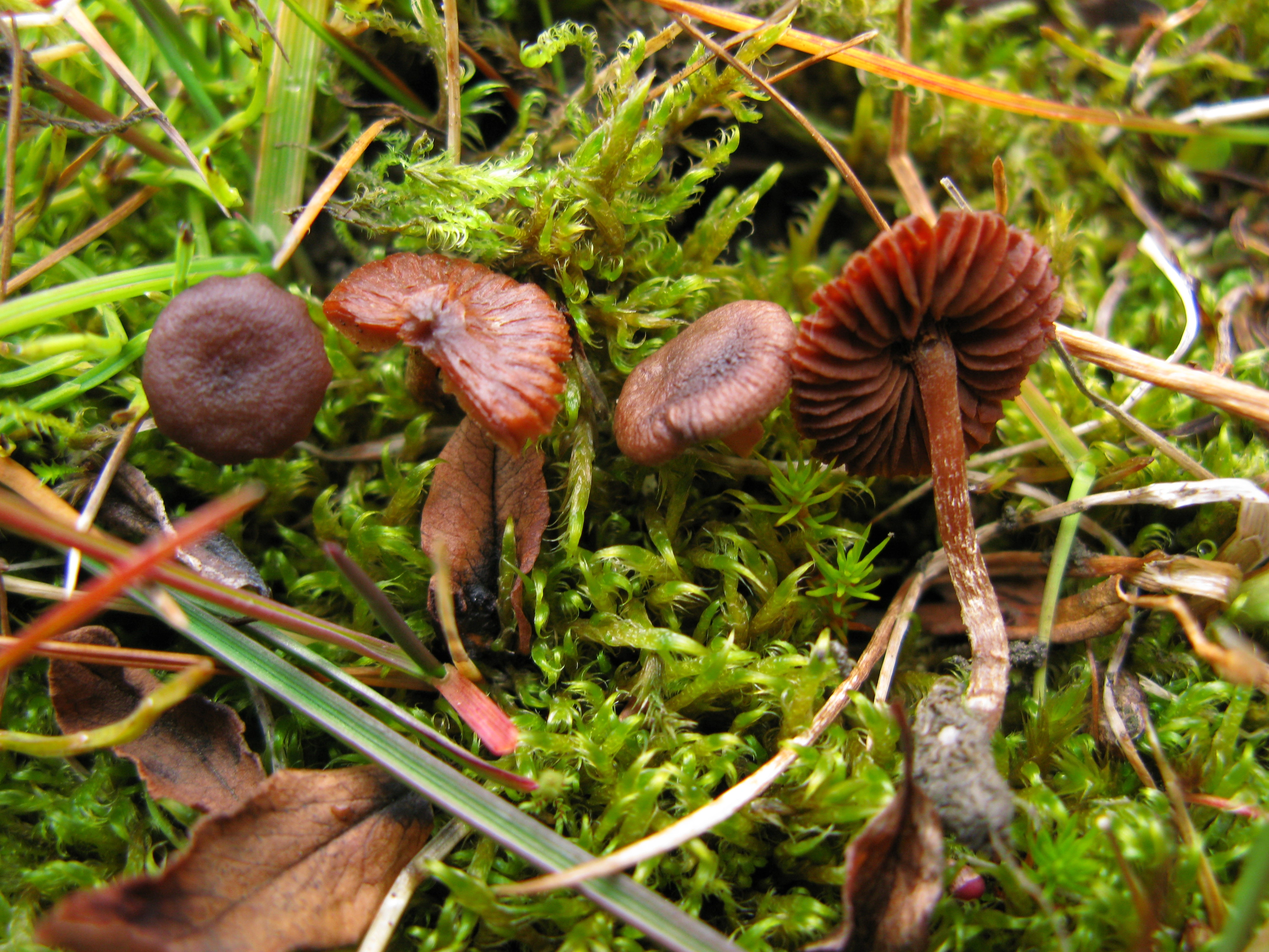 Skivesoppordenen: Cortinarius rusticellus.