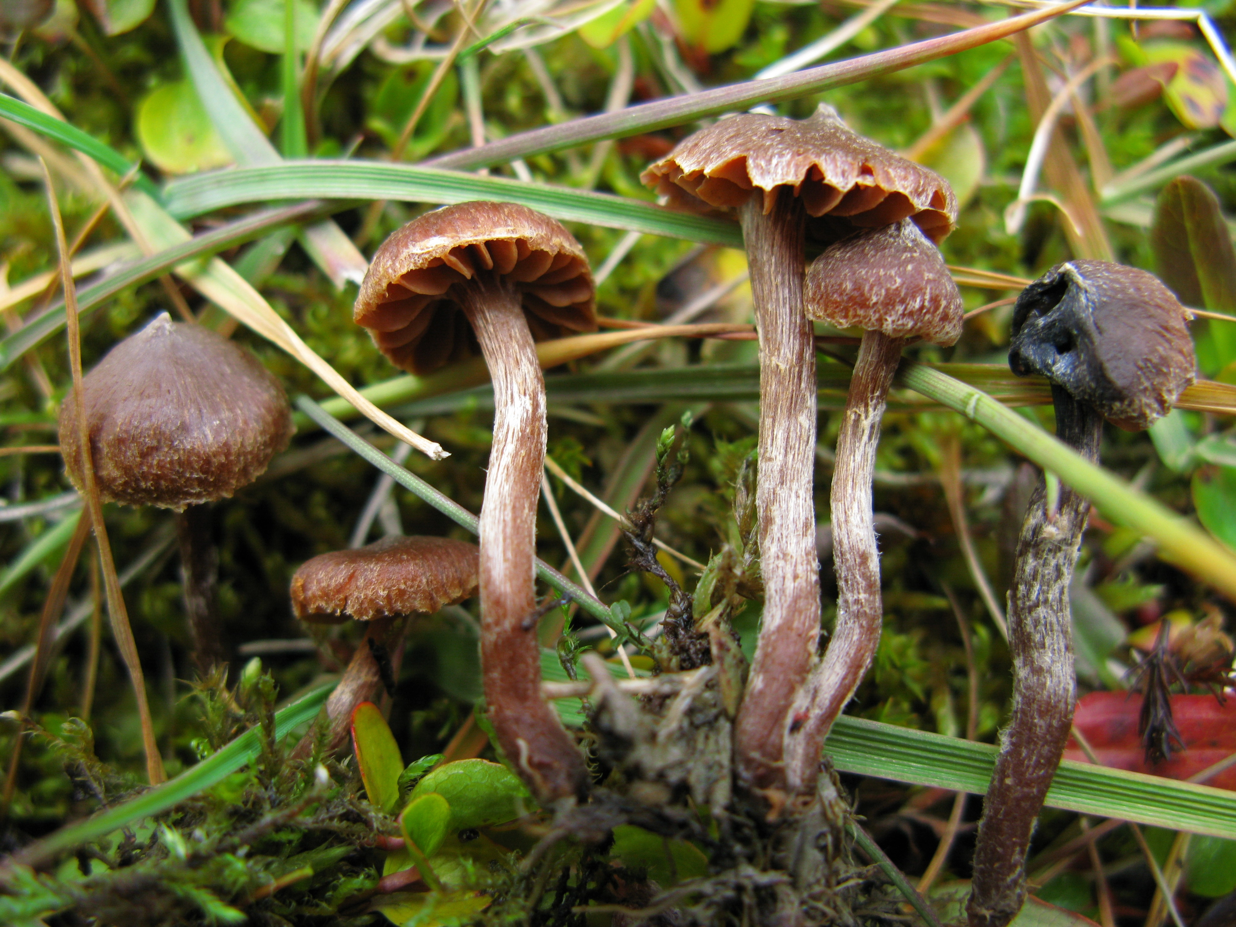 Stilksporesopper: Cortinarius rusticellus.