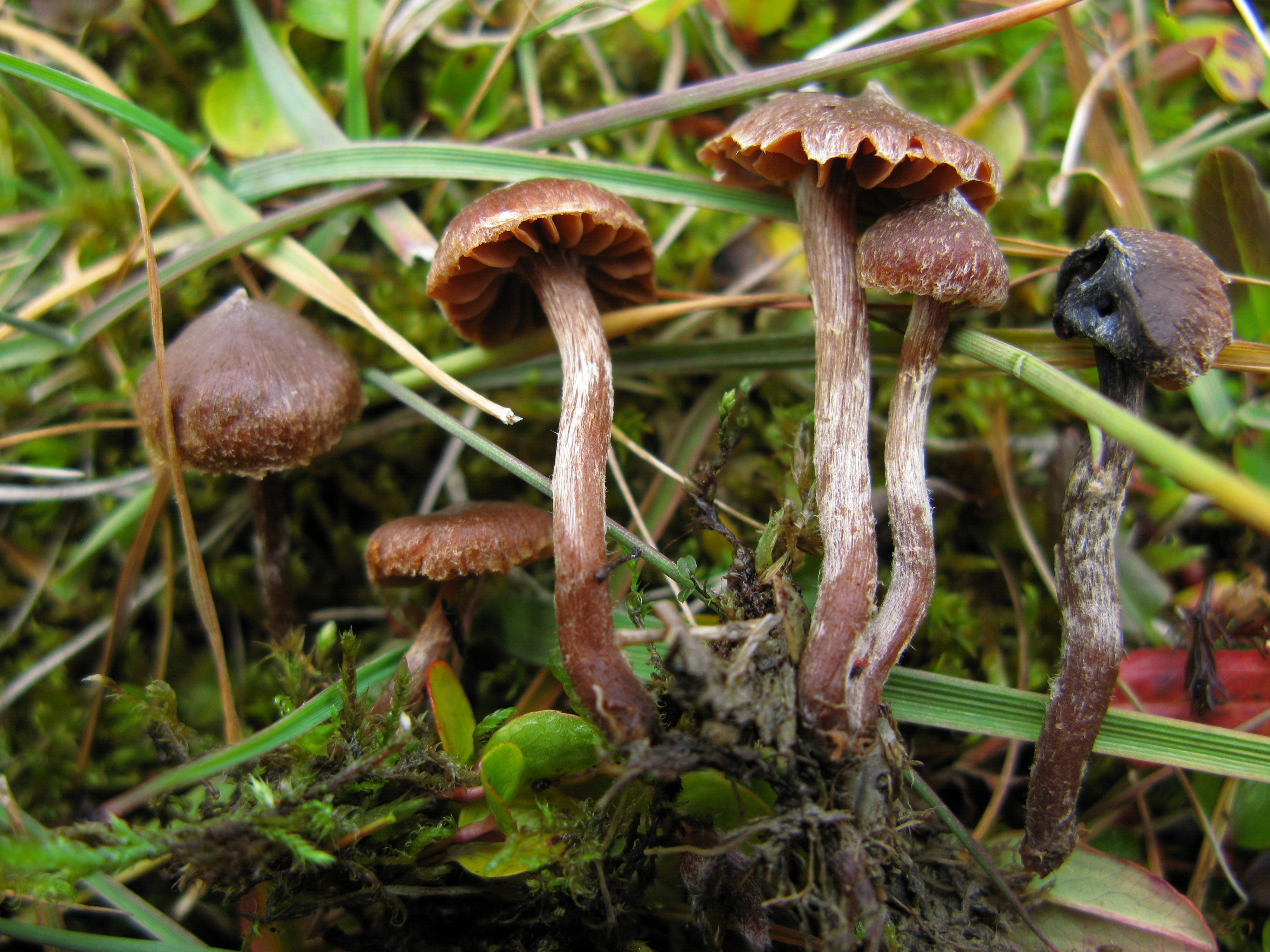 Skivesoppordenen: Cortinarius rusticellus.