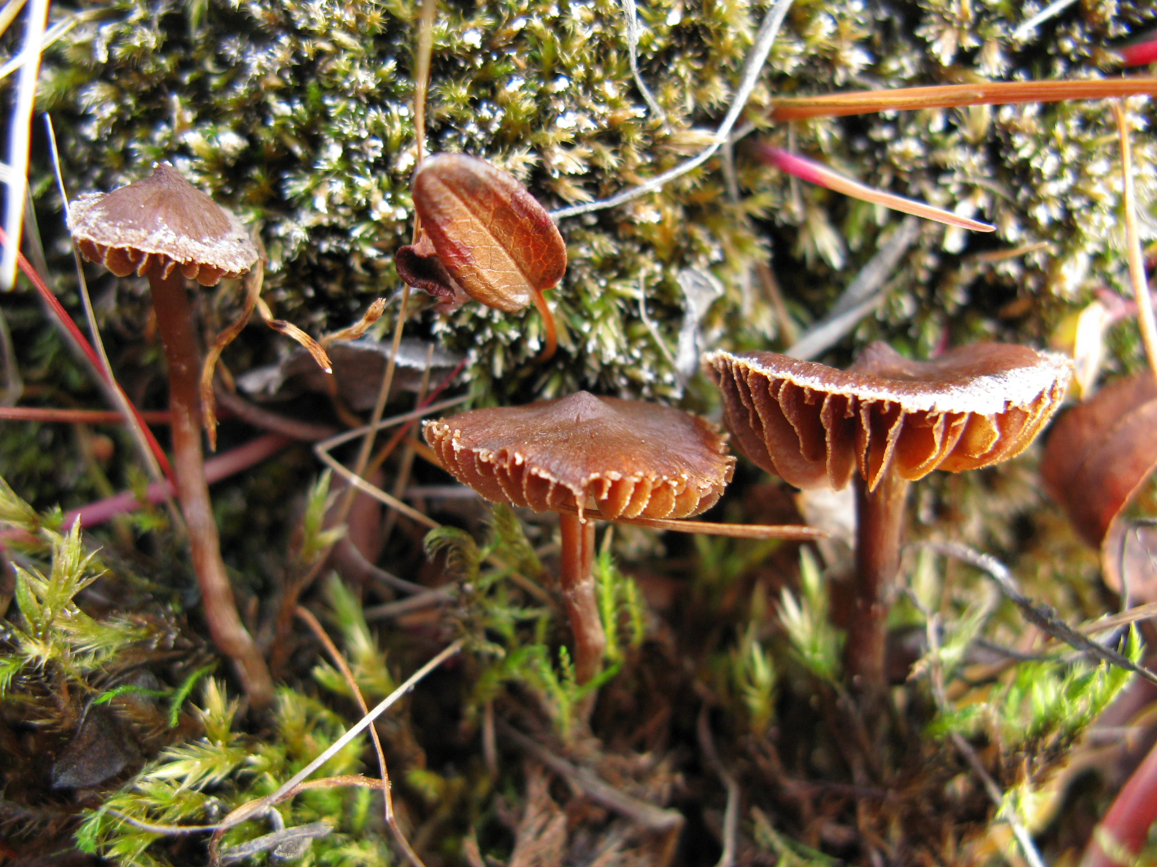 Skivesoppordenen: Cortinarius scotoides.