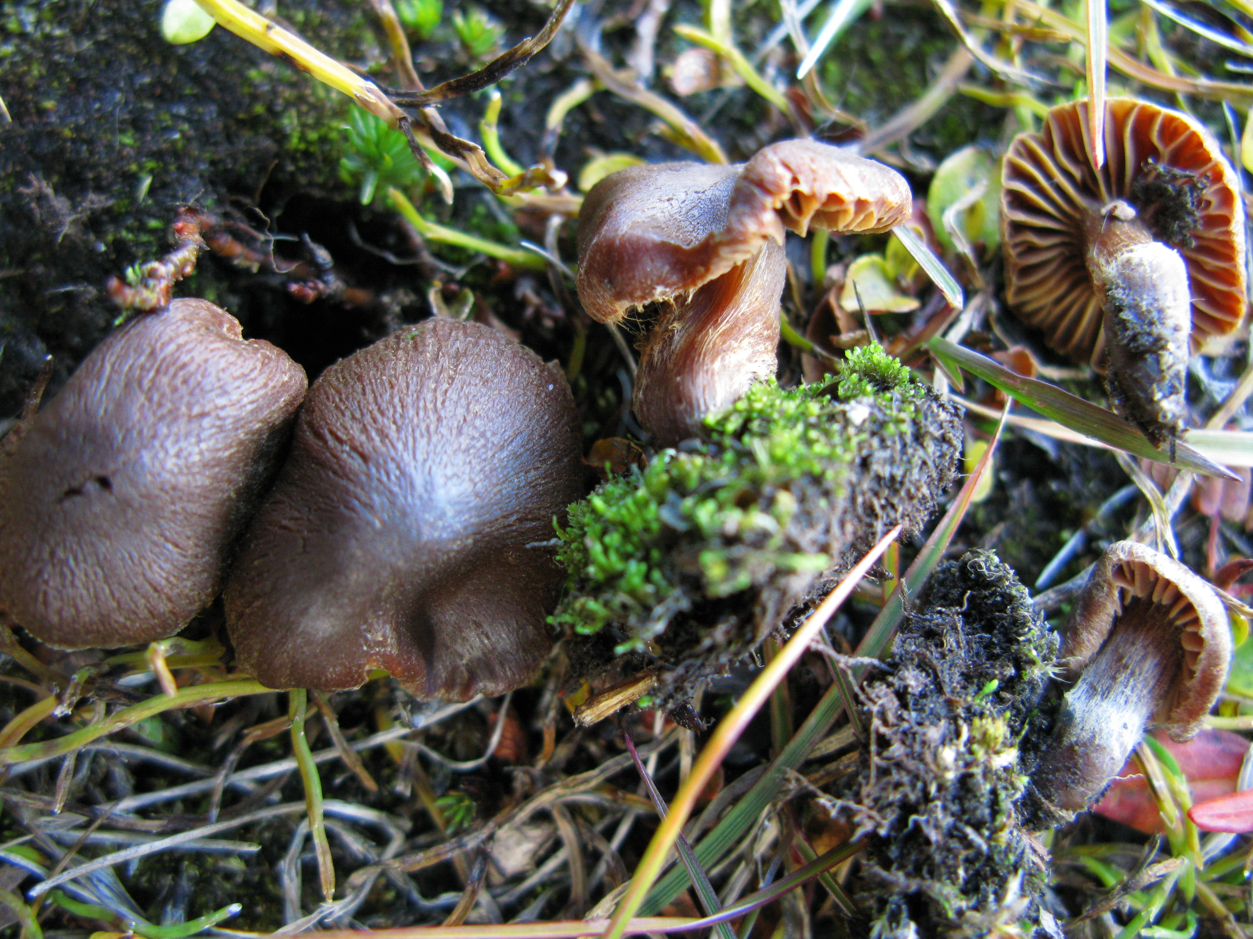 Stilksporesopper: Cortinarius pseudofusisporus.