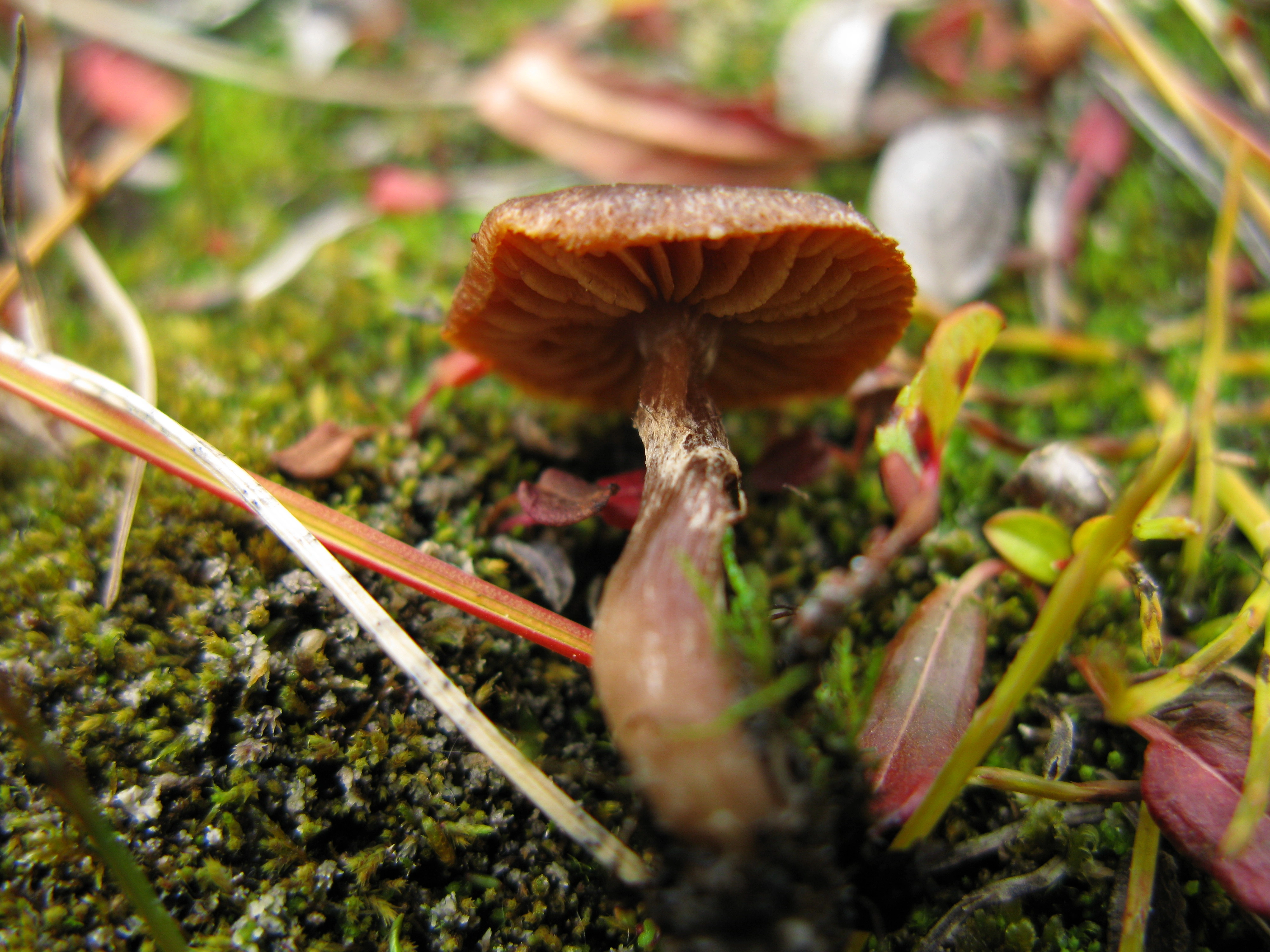 Stilksporesopper: Cortinarius pulchripes.