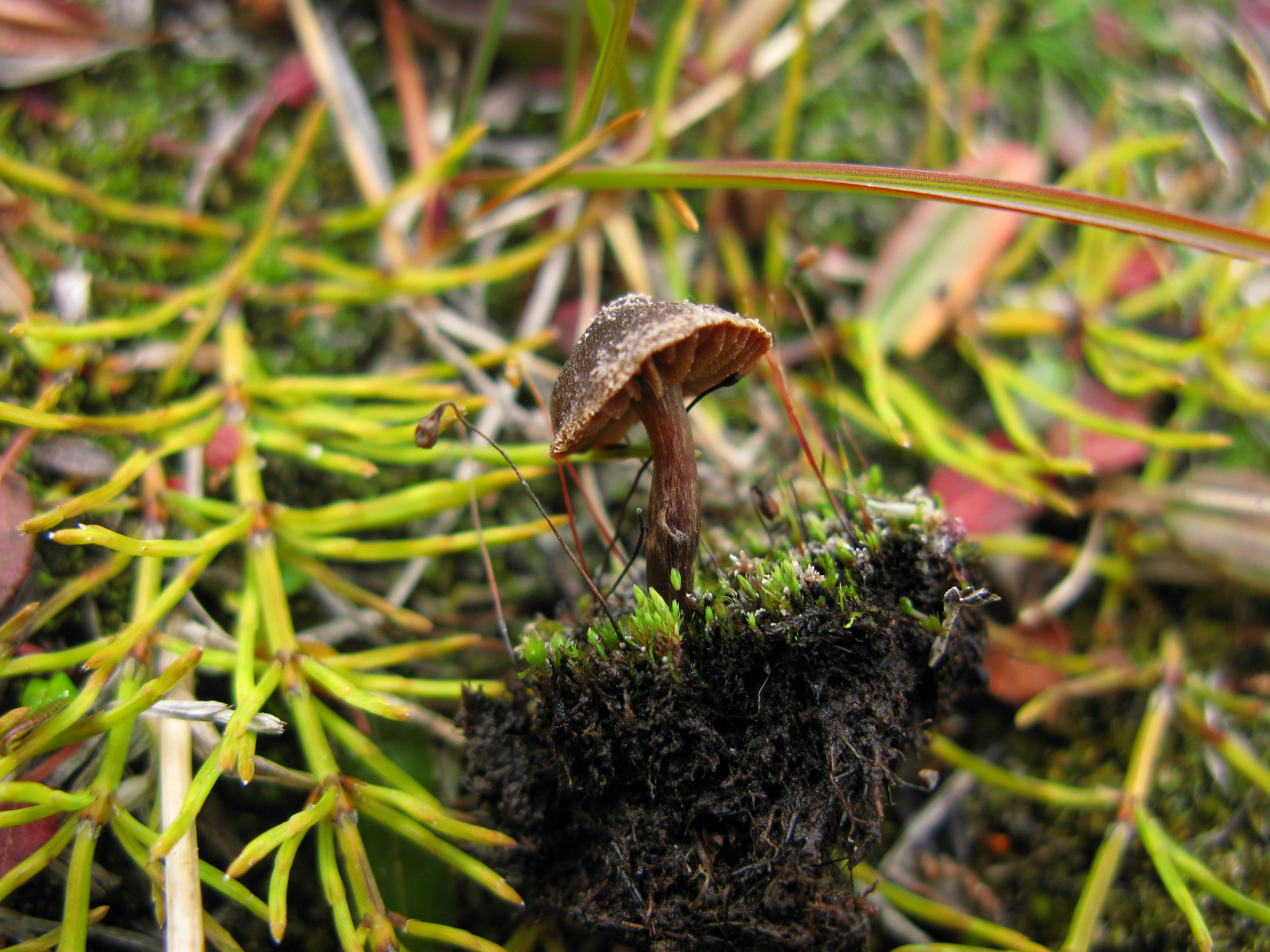 Stilksporesopper: Cortinarius pulchripes.