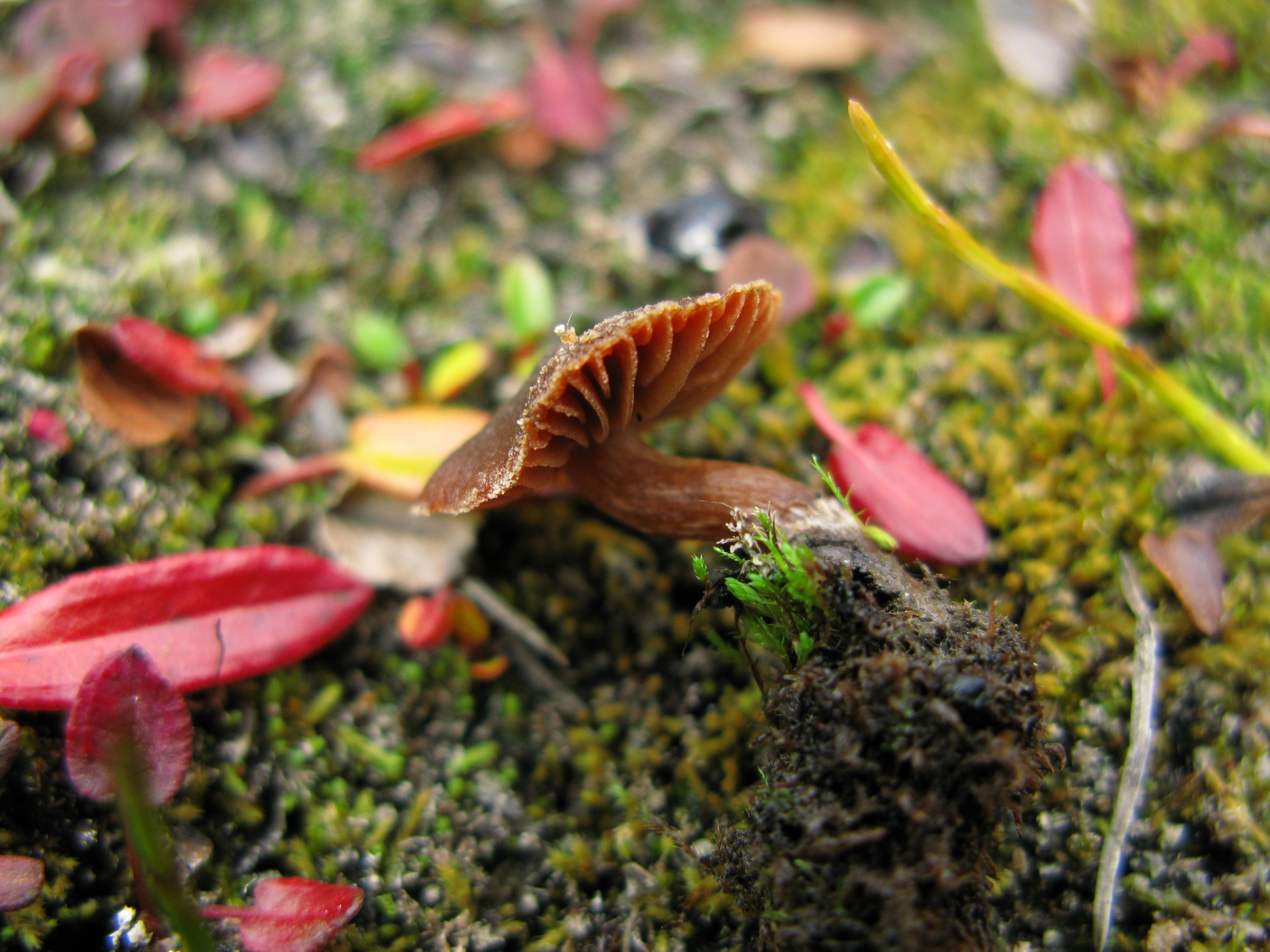 Skivesoppordenen: Cortinarius pulchripes.