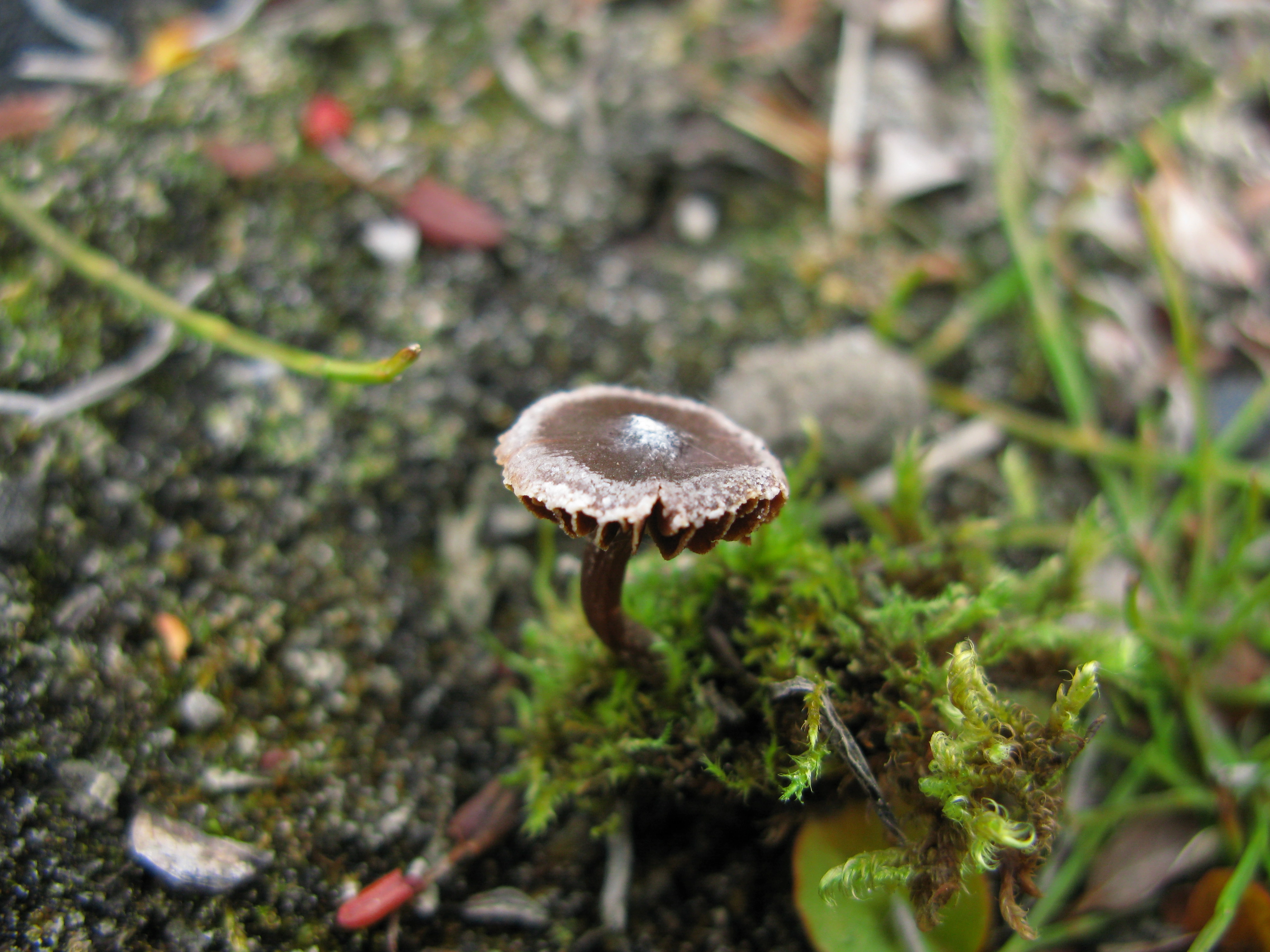 Skivesoppordenen: Cortinarius pulchripes.