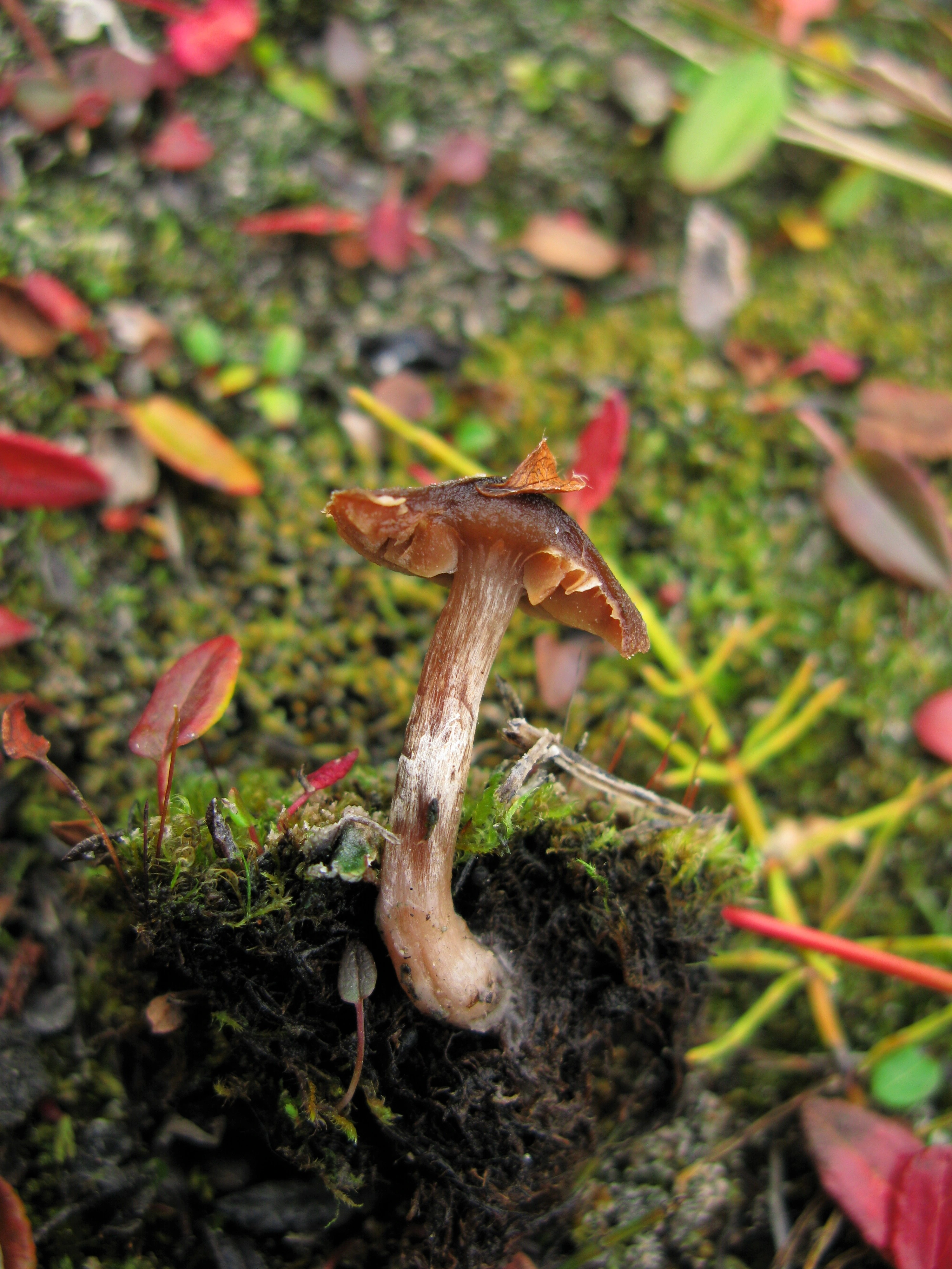 Stilksporesopper: Cortinarius pulchripes.