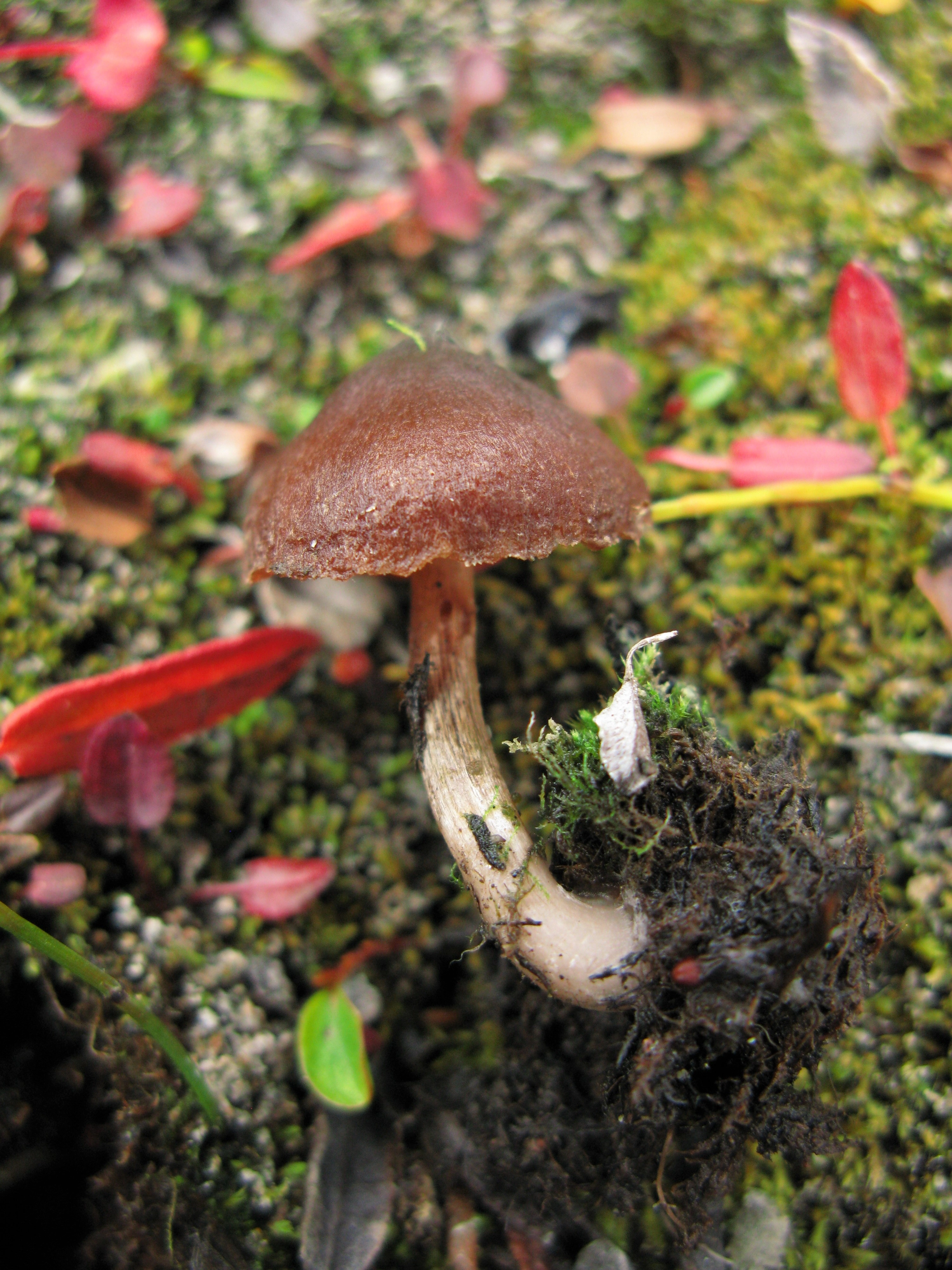 Stilksporesopper: Cortinarius pulchripes.