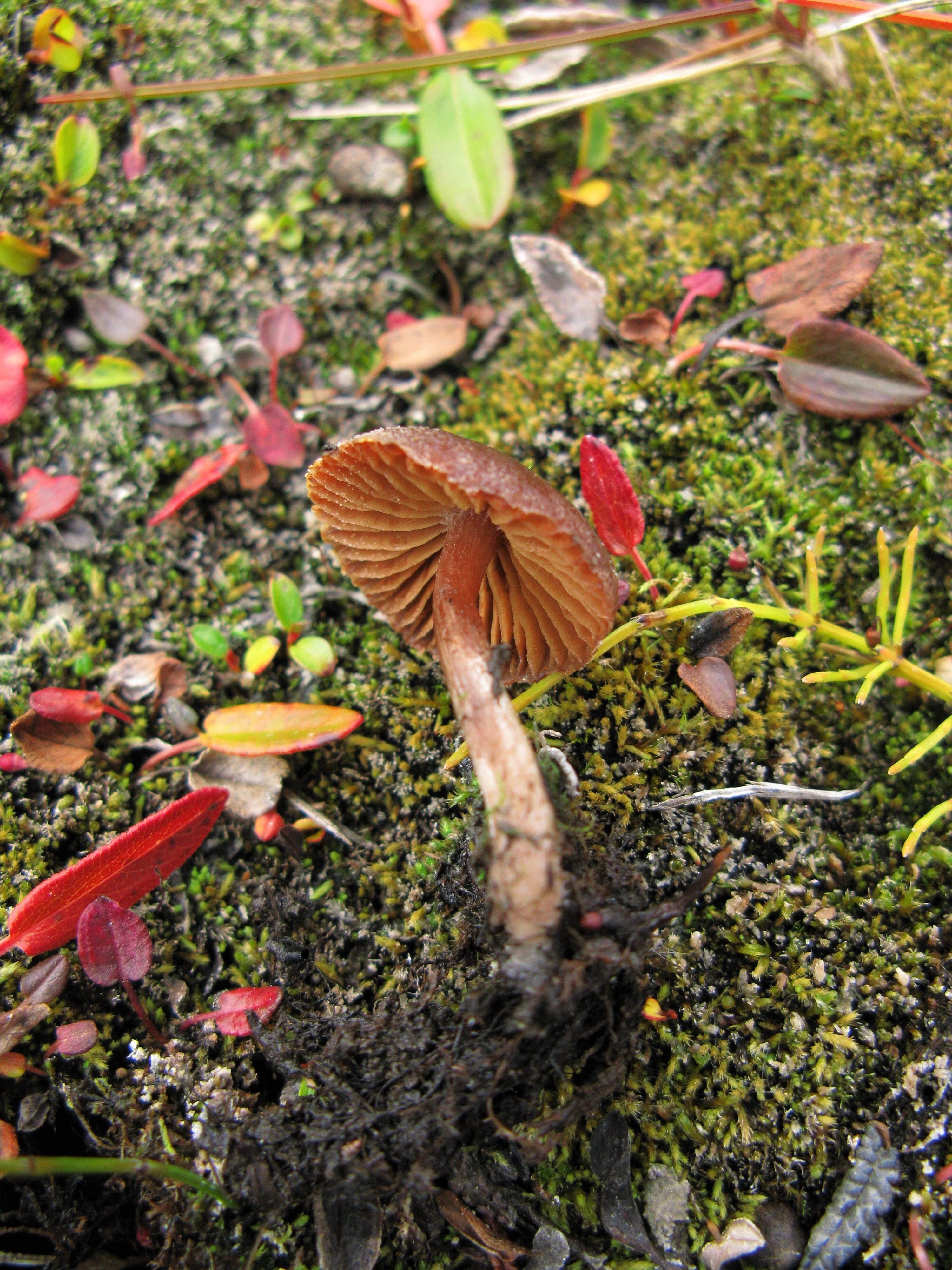 Stilksporesopper: Cortinarius pulchripes.