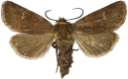 Rødknappfly.