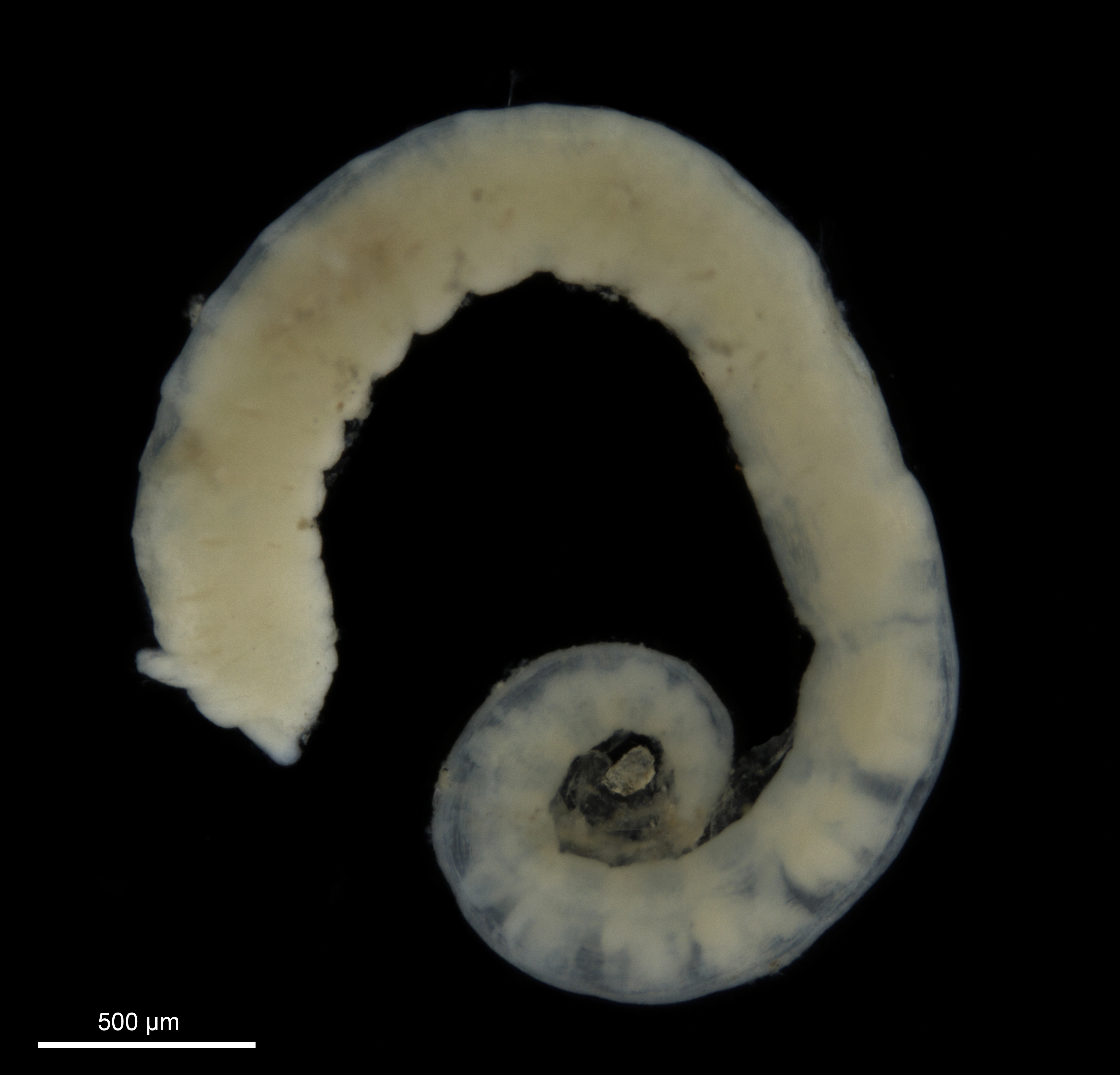 Flerbørstemarker: Amythasides macroglossus.