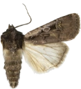 Obeliskjordfly.