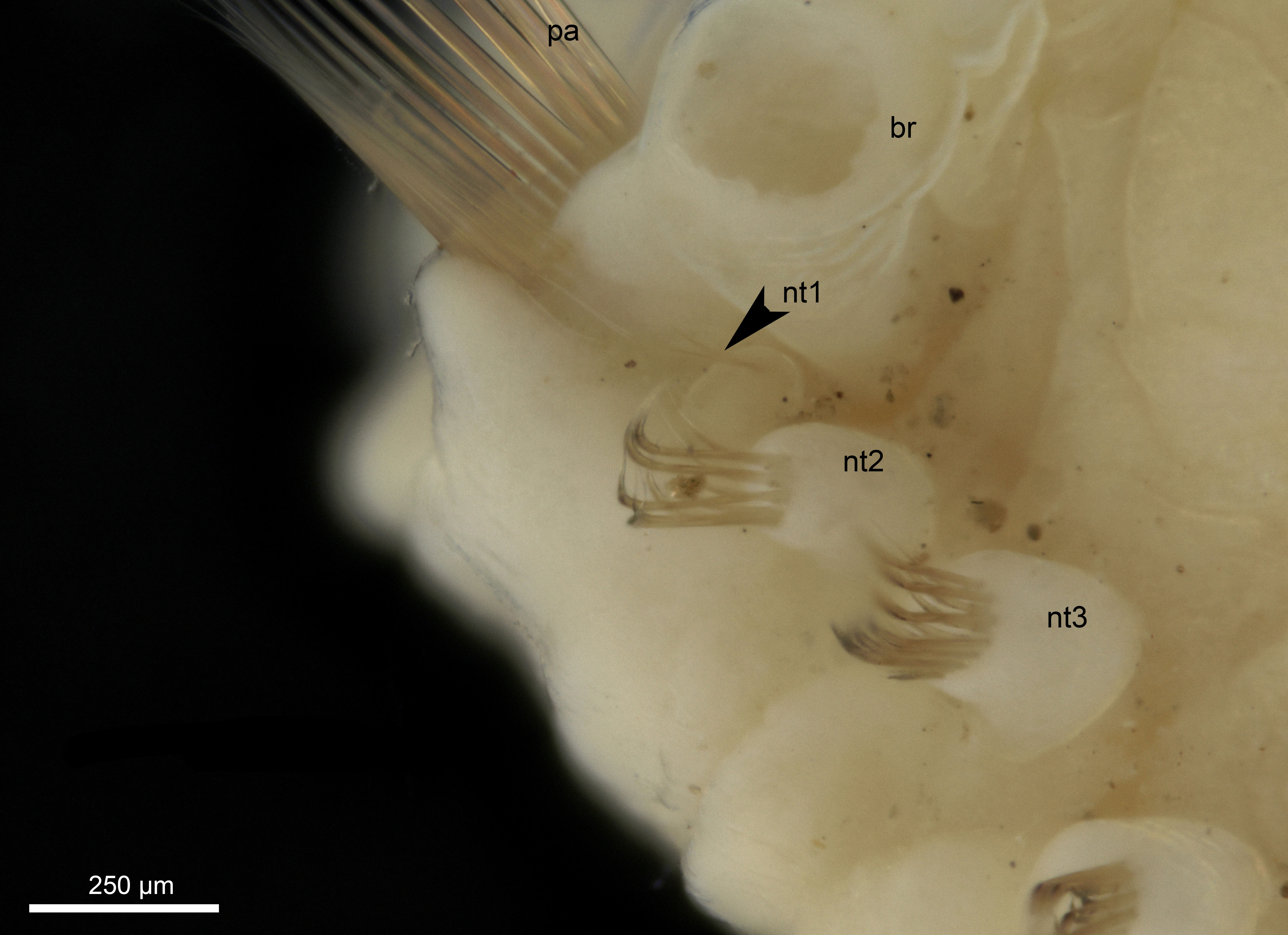 Flerbørstemarker: Anobothrus gracilis.
