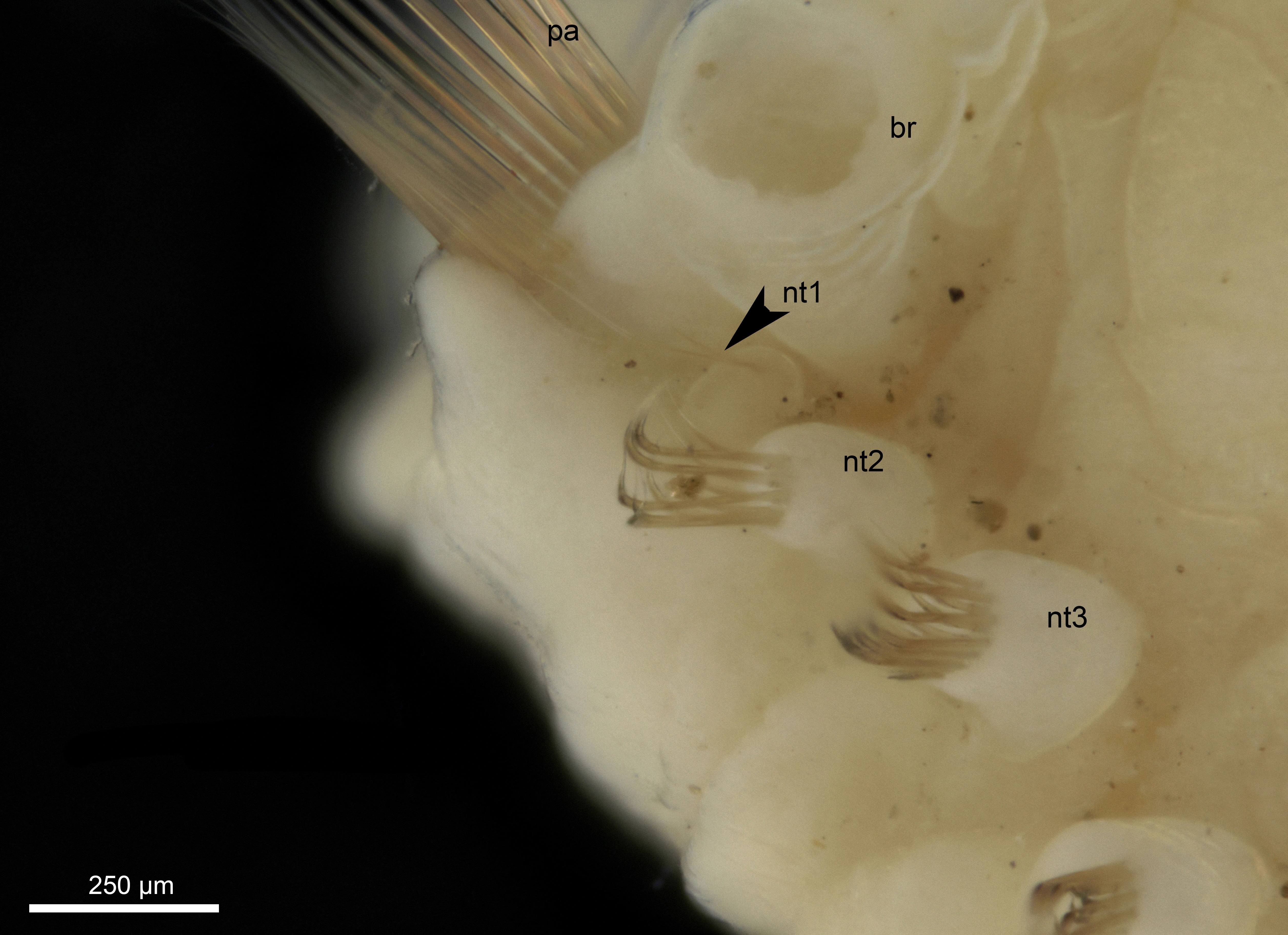 Leddormer: Anobothrus gracilis.