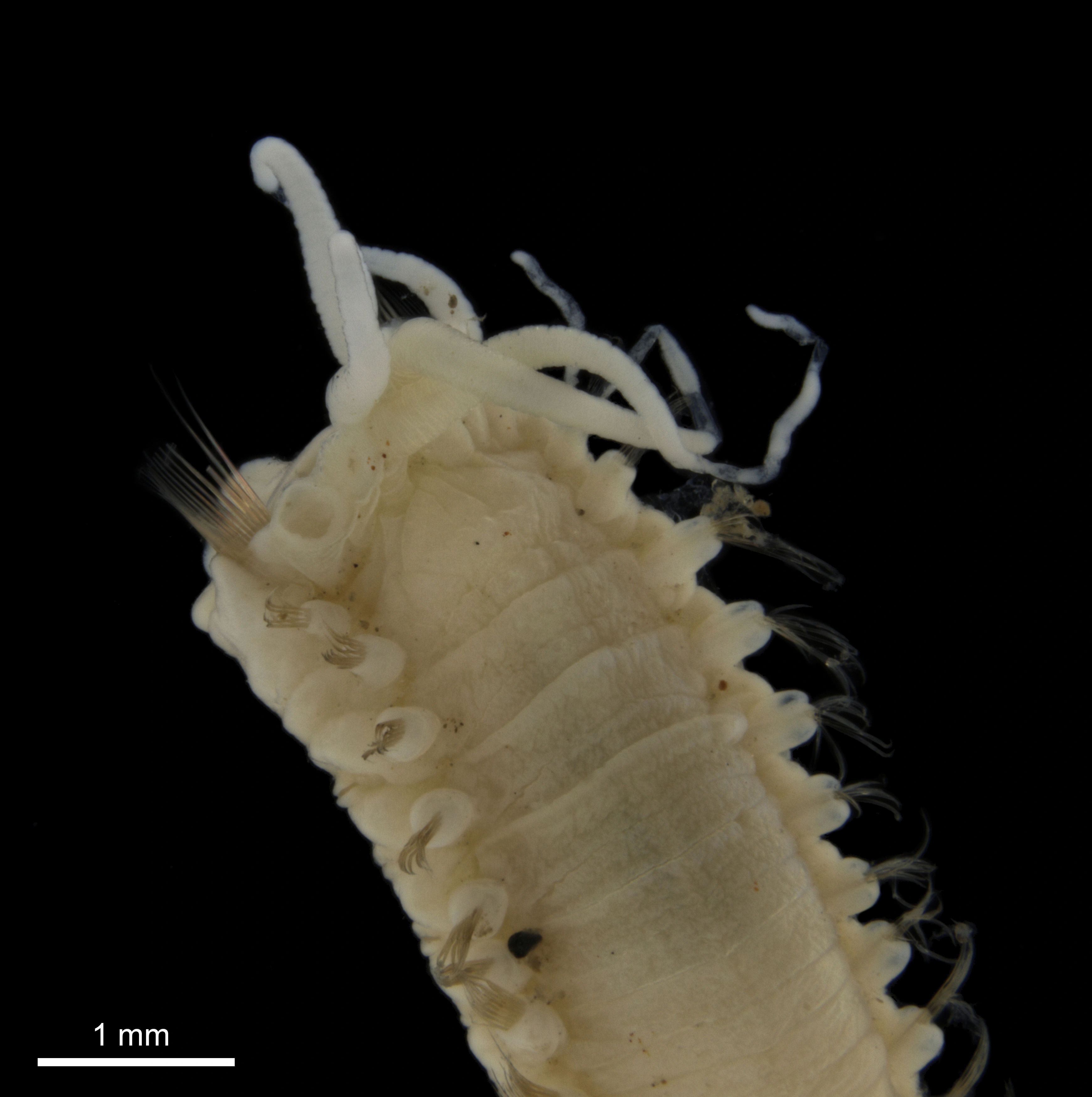 Flerbørstemarker: Anobothrus gracilis.