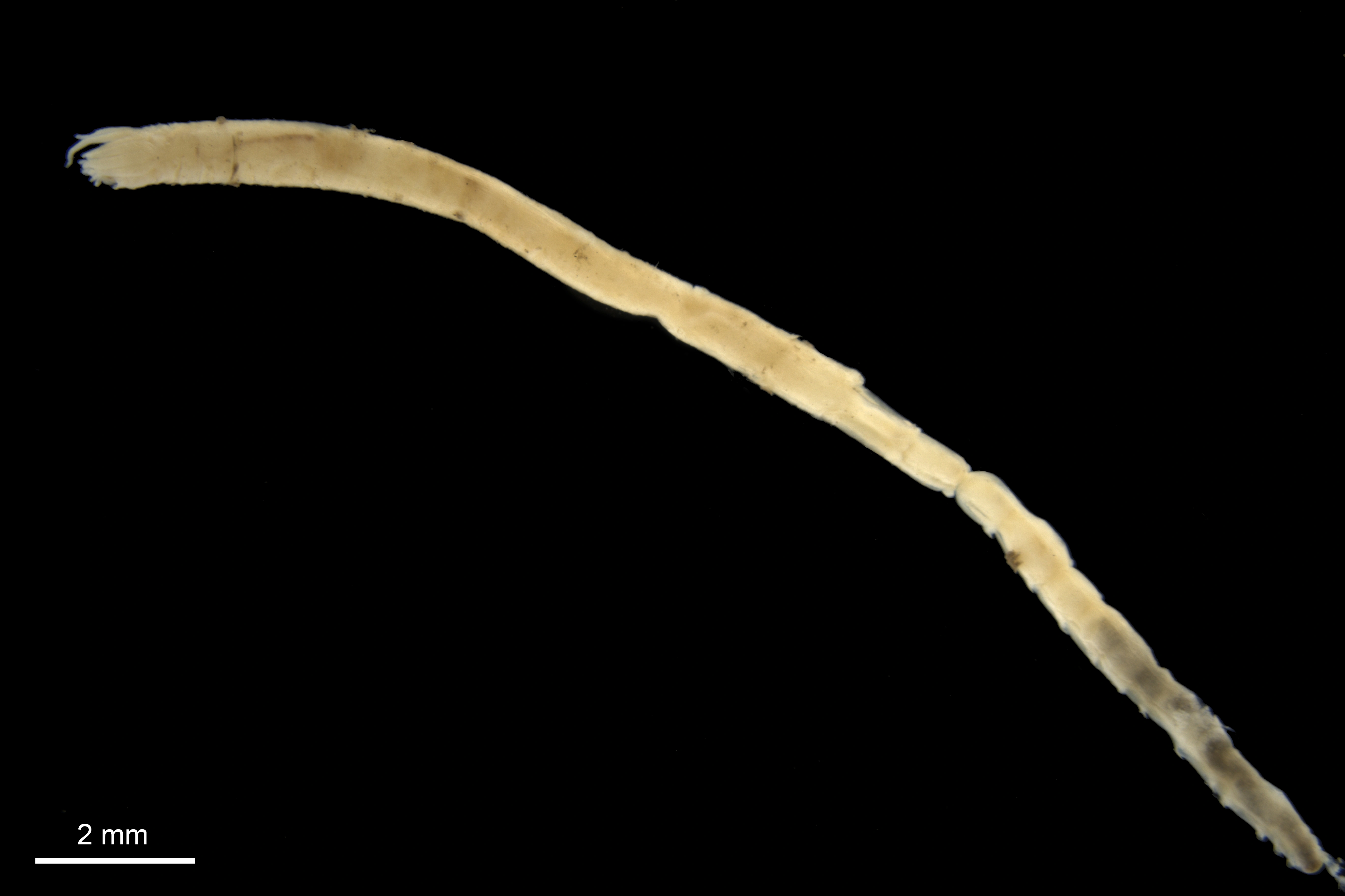 Flerbørstemarker: Glyphanostomum pallescens.
