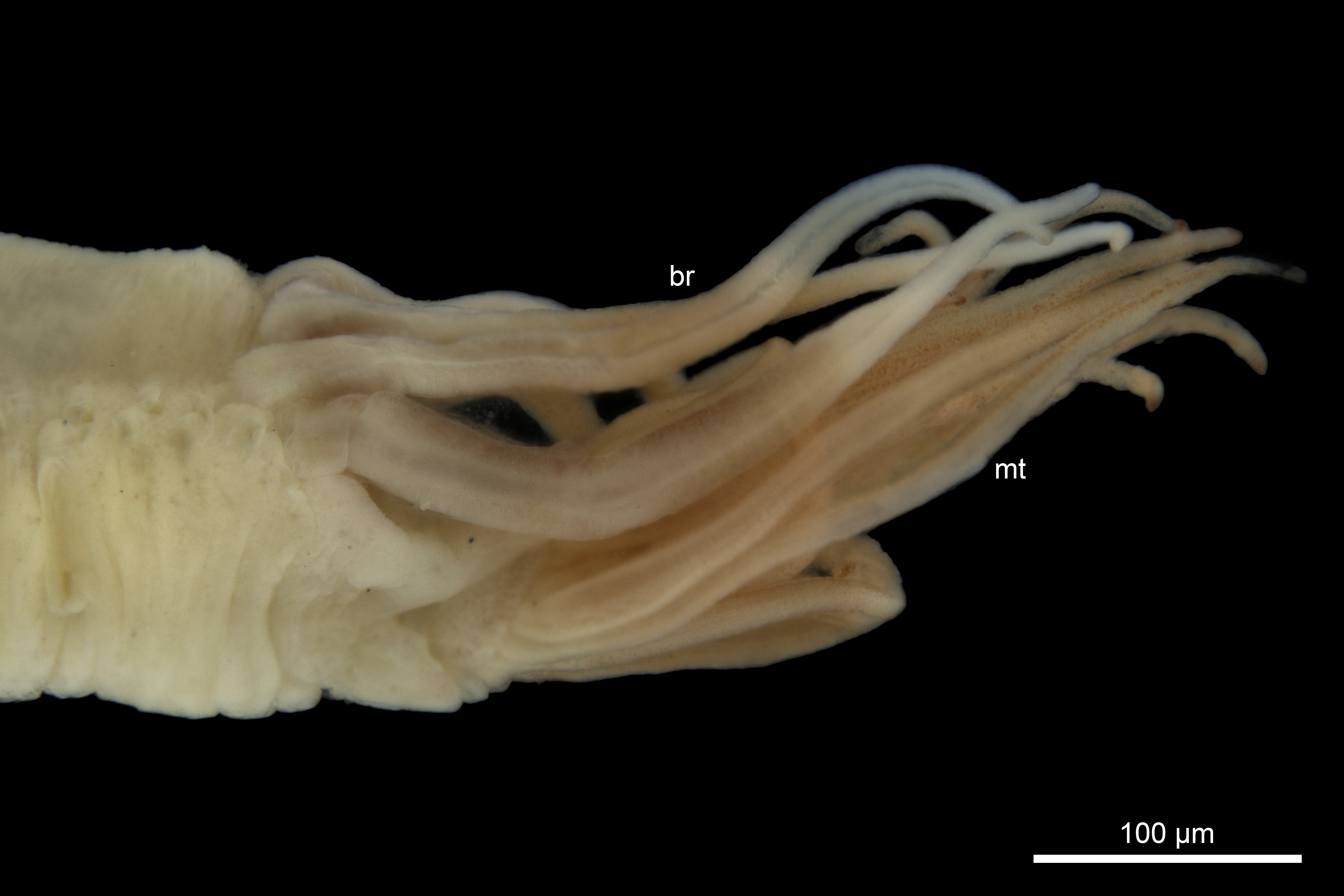 Flerbørstemarker: Samythella neglecta.