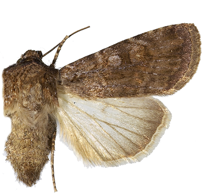 Gråbrunt sandjordfly.