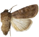 Gråbrunt sandjordfly.