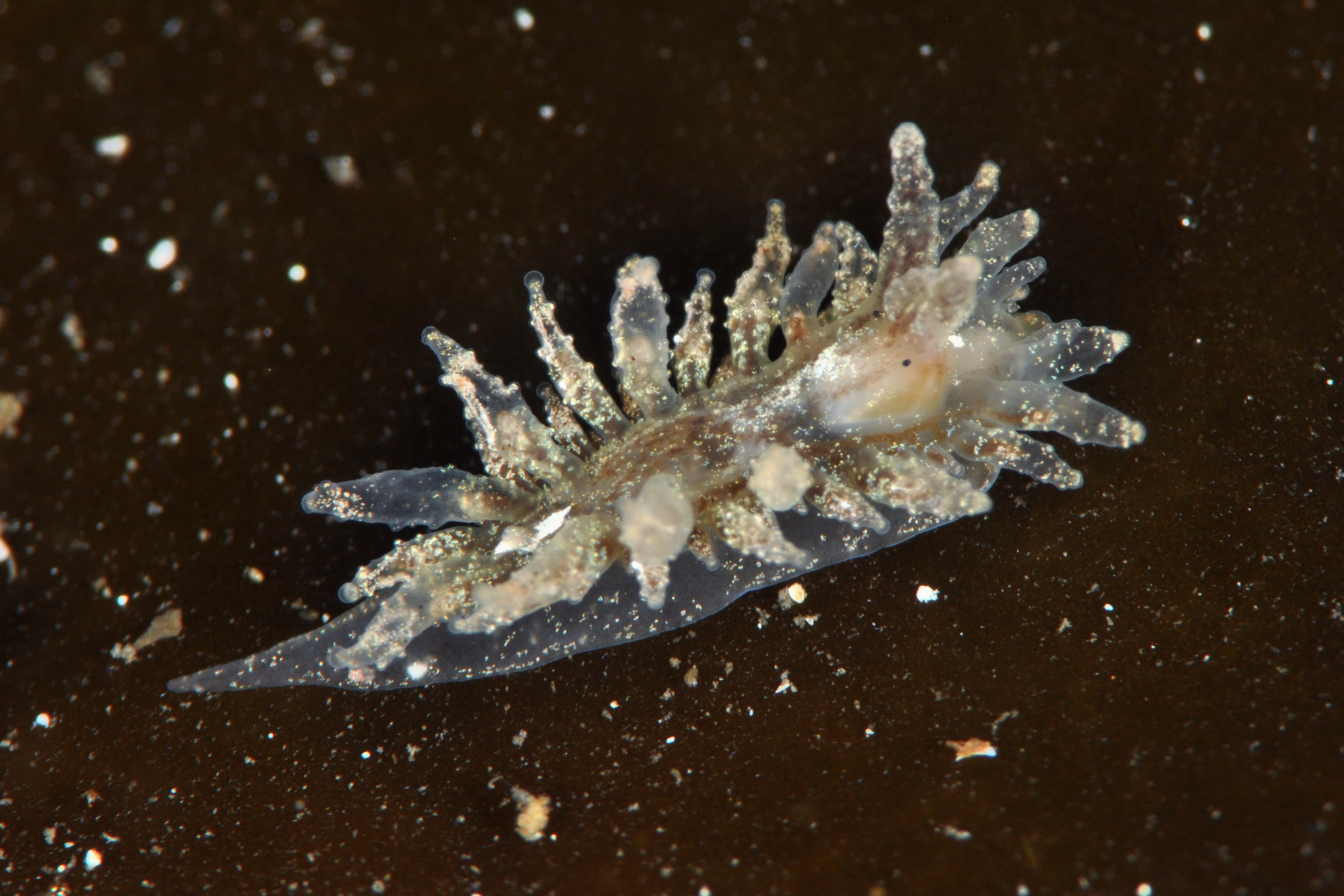 Snegler: Janolus hyalinus.