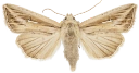 L-tegnet gressfly.