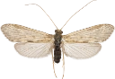 Vårfluer: Hydropsyche angustipennis.