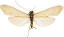 Vårfluer: Hydropsyche (Ceratopsyche) silfvenii.