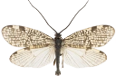 Vårfluer: Oligotricha lapponica.