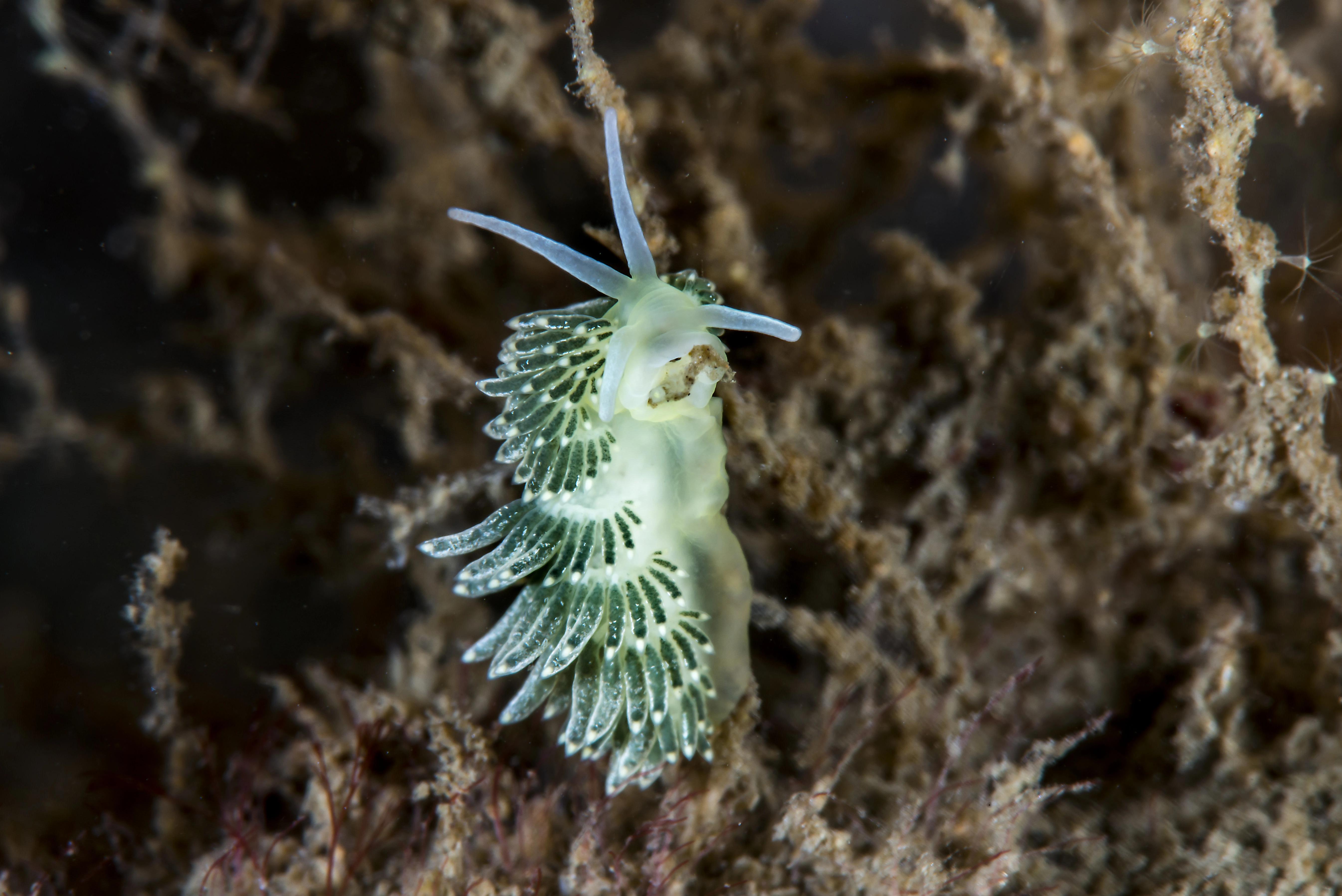 Snegler: Diaphoreolis viridis.