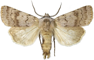 brunhalsjordfly