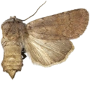 Brunhalsjordfly.