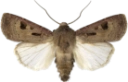 Åkerjordfly.