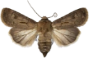 Åkerjordfly.