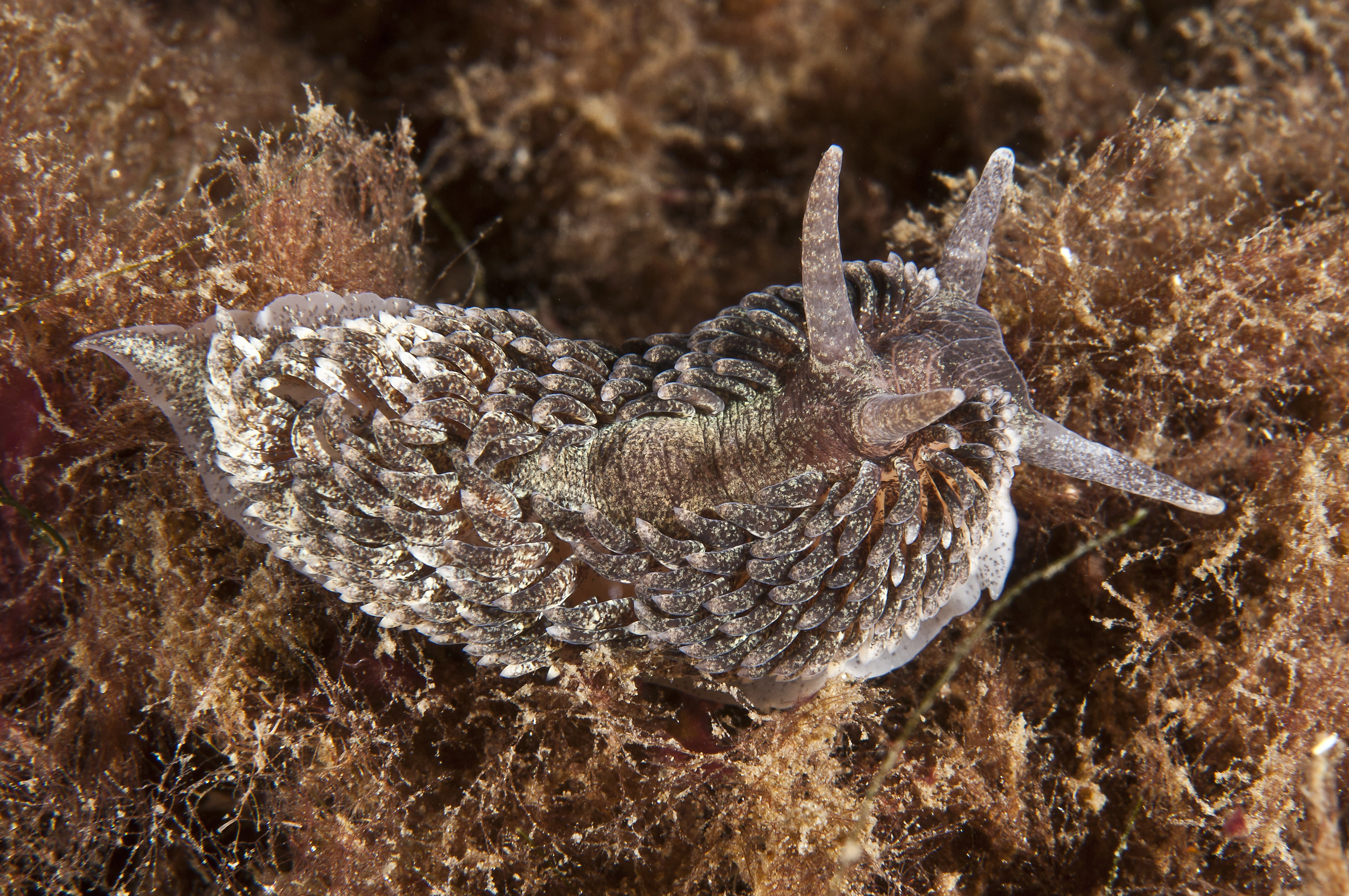 Nakensnegler: Aeolidia papillosa.