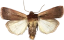 Hvitkantfly.