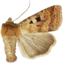 Skogteglfly.