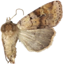 Skogteglfly.