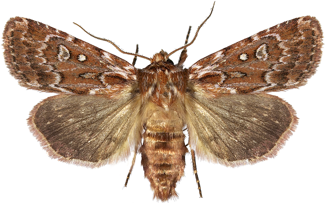 Røsslyngfly.